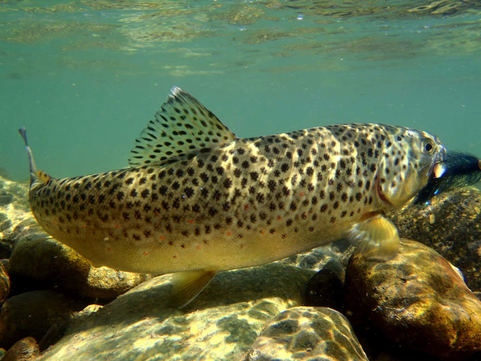 Brown Trout 桌布 壁紙 — 一條有斑點的鱒魚在清澈的碧綠水下，優雅地游過陽光照耀的河石。