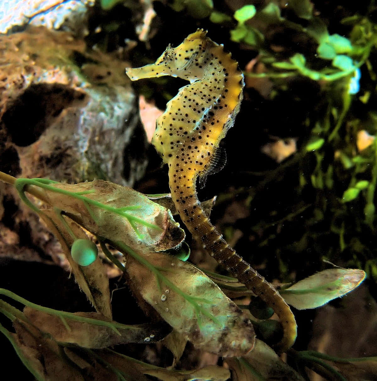 海馬 桌布 壁紙 — 一條有斑點的黃色海馬依附在海藻上，背景是光線昏暗、岩石遍布的水族箱。