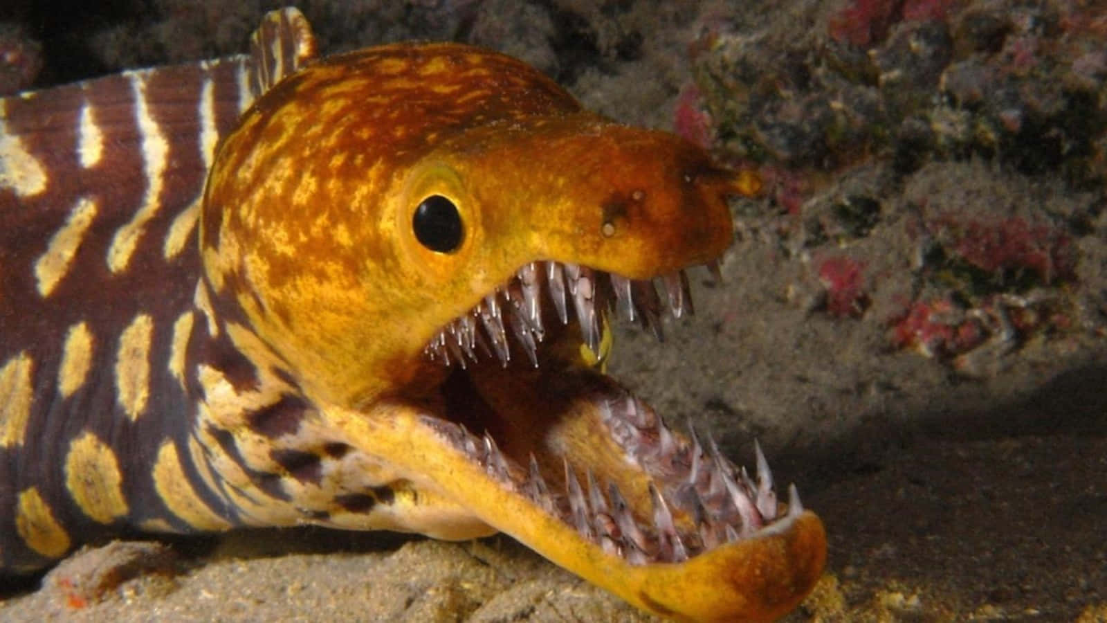 Sea Creature 桌布 壁紙 — 一條有毒的海鱔，有黃色和棕色條紋，張開嘴露出尖牙的水下特寫。