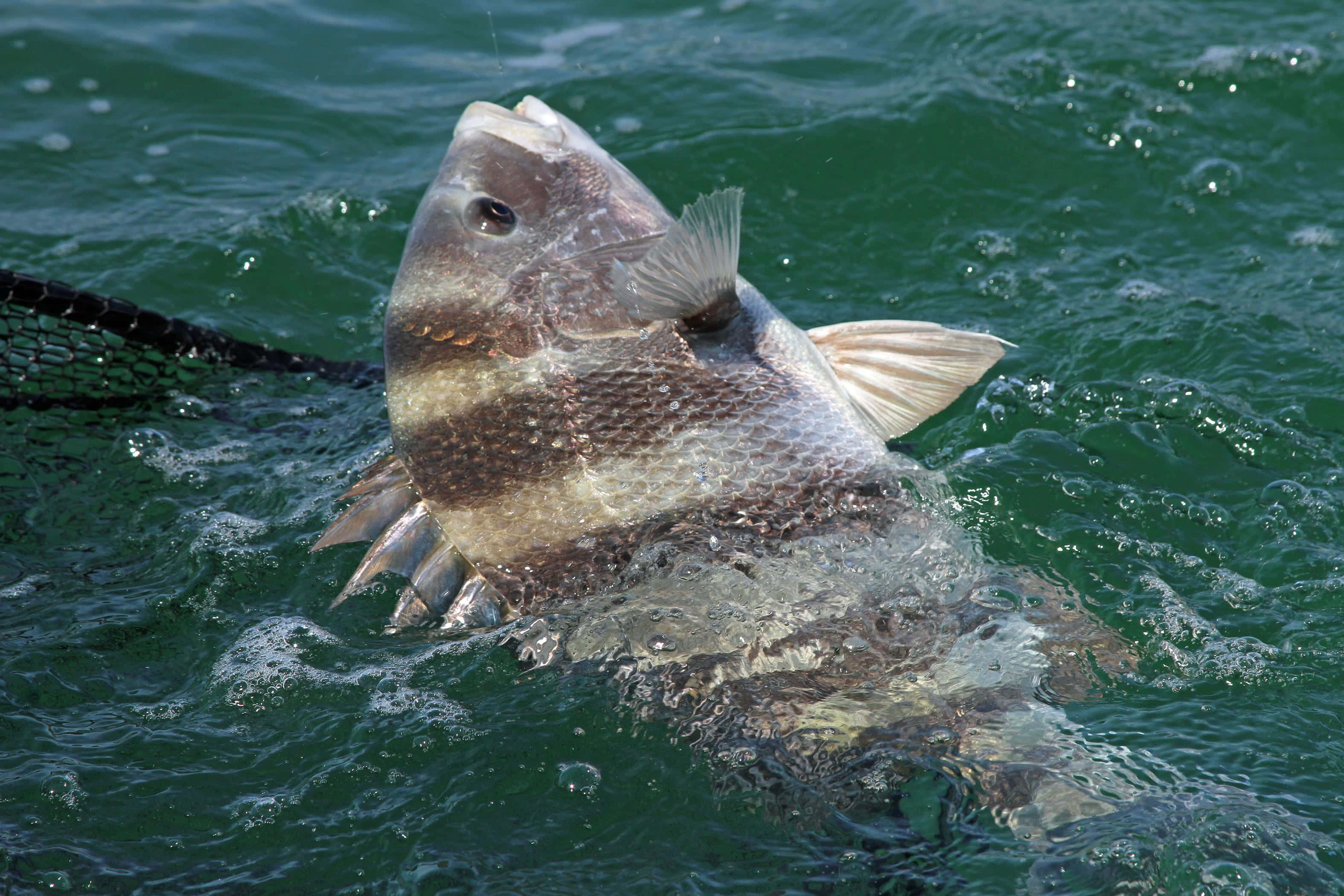 Sheepshead Fish 桌布 壁紙 — 一條有深色條紋的大魚在綠色水中掙扎，同時一張網將牠從水面拉起。