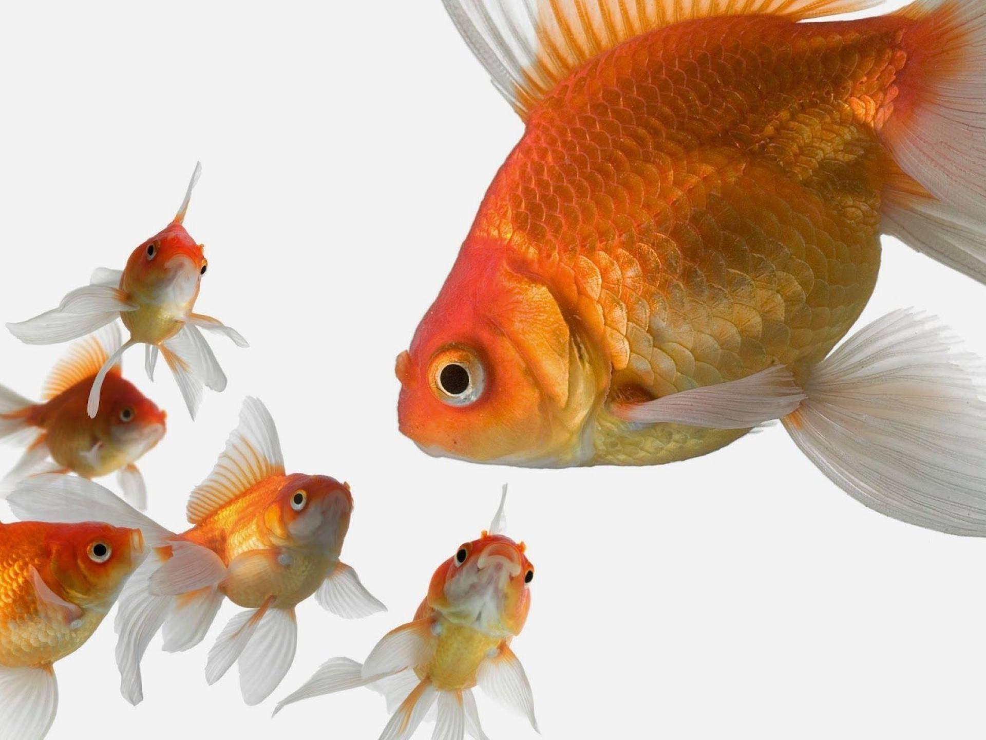Goldfish 桌布 壁紙 — 一條有白色魚鰭的大橙色金魚游向較小的金魚，背景是純白色。