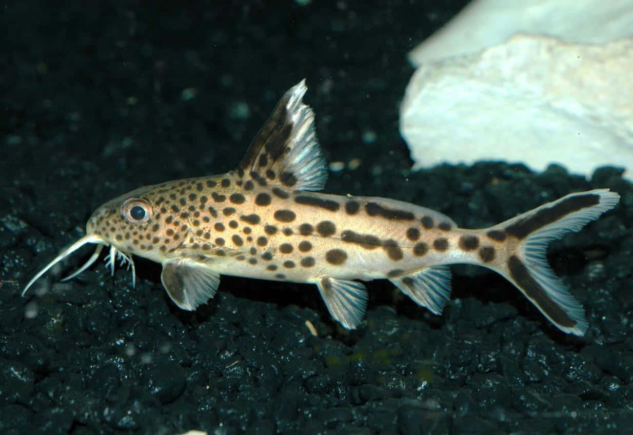 catfish 桌布 壁紙 — 一條有長鬍鬚的斑點鯰魚在昏暗的水族箱中優雅地游過深色礫石。