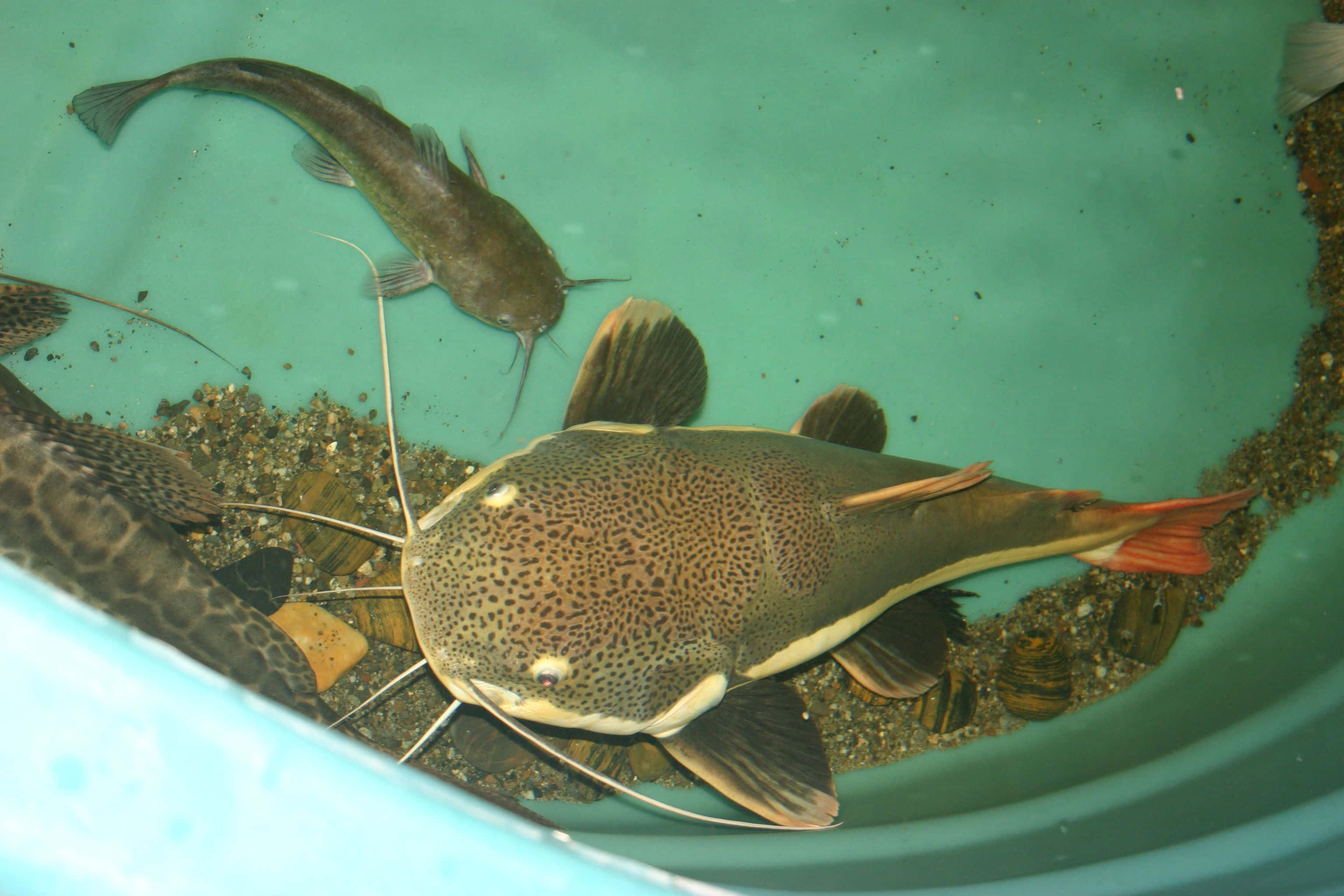 catfish 桌布 壁紙 — 一條有長鬍鬚的斑點鯰魚在綠色魚缸中與礫石和其他魚一起游泳的特寫。