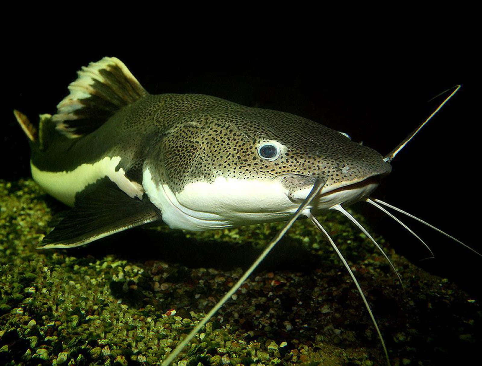 魚 桌布 壁紙 — 一條有長鬚的斑點鯰魚在黑暗水下的礫石河床上休息的特寫。