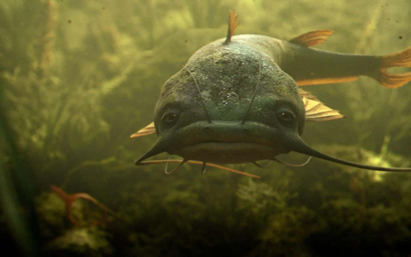 catfish 桌布 壁紙 — 一條有鬍鬚的鯰魚在渾濁的綠色水和水生植物中游向鏡頭的特寫。