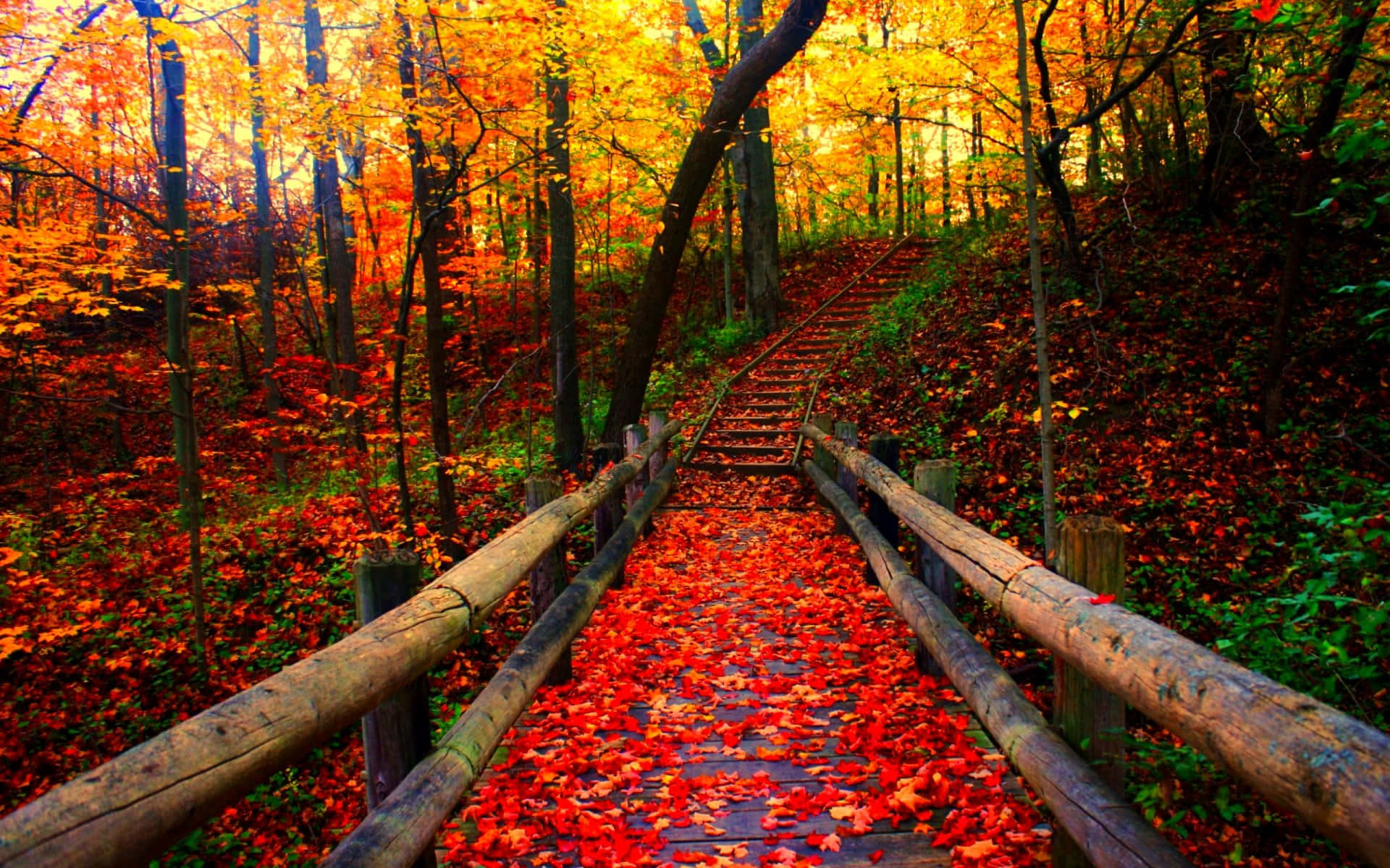 Autumn Season 桌布 壁紙 — 一條木樓梯蜿蜒穿過充滿活力的秋日森林，森林鋪滿了火紅和橙色的落葉。