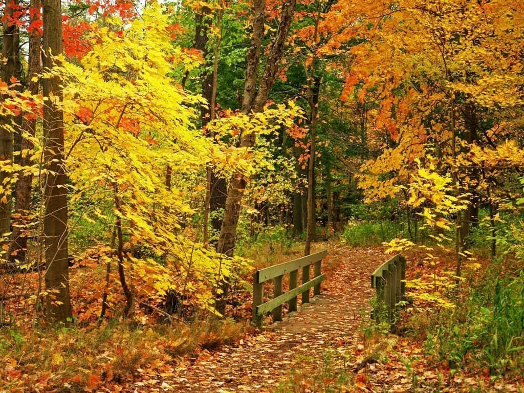 Fall Season 桌布 壁紙 — 一條木橋橫跨一條鋪滿落葉的小徑，穿過一片金黃色和火紅色秋葉燃燒般的森林。