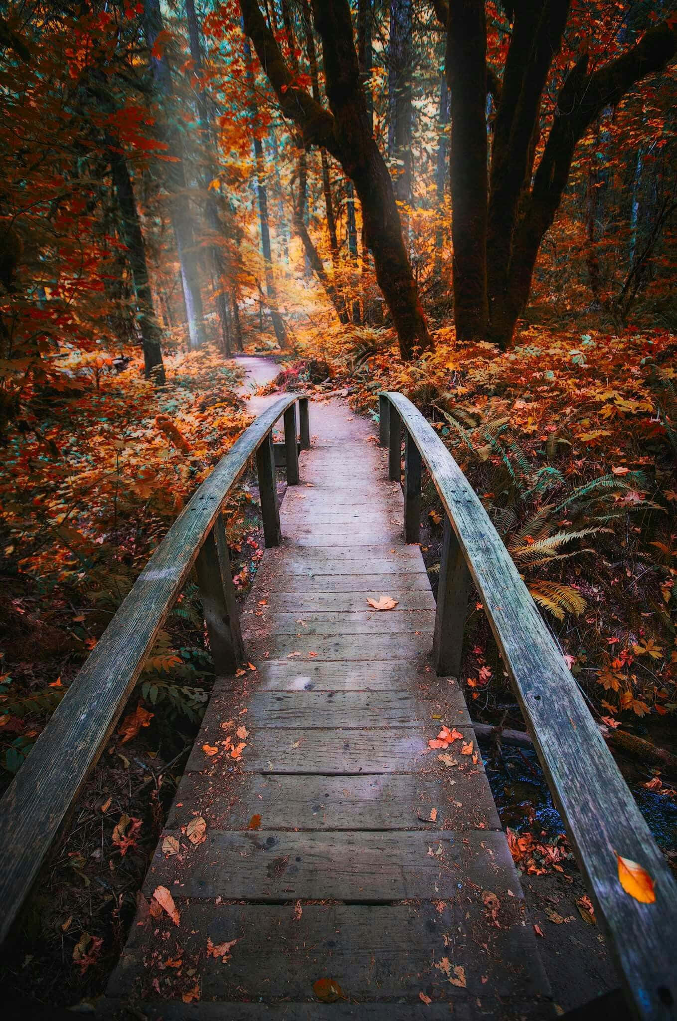 Autumn Trails 桌布 壁紙 — 一條木橋蜿蜒穿過陽光明媚的秋日森林，有鮮豔的橙色樹葉和高聳的樹木。