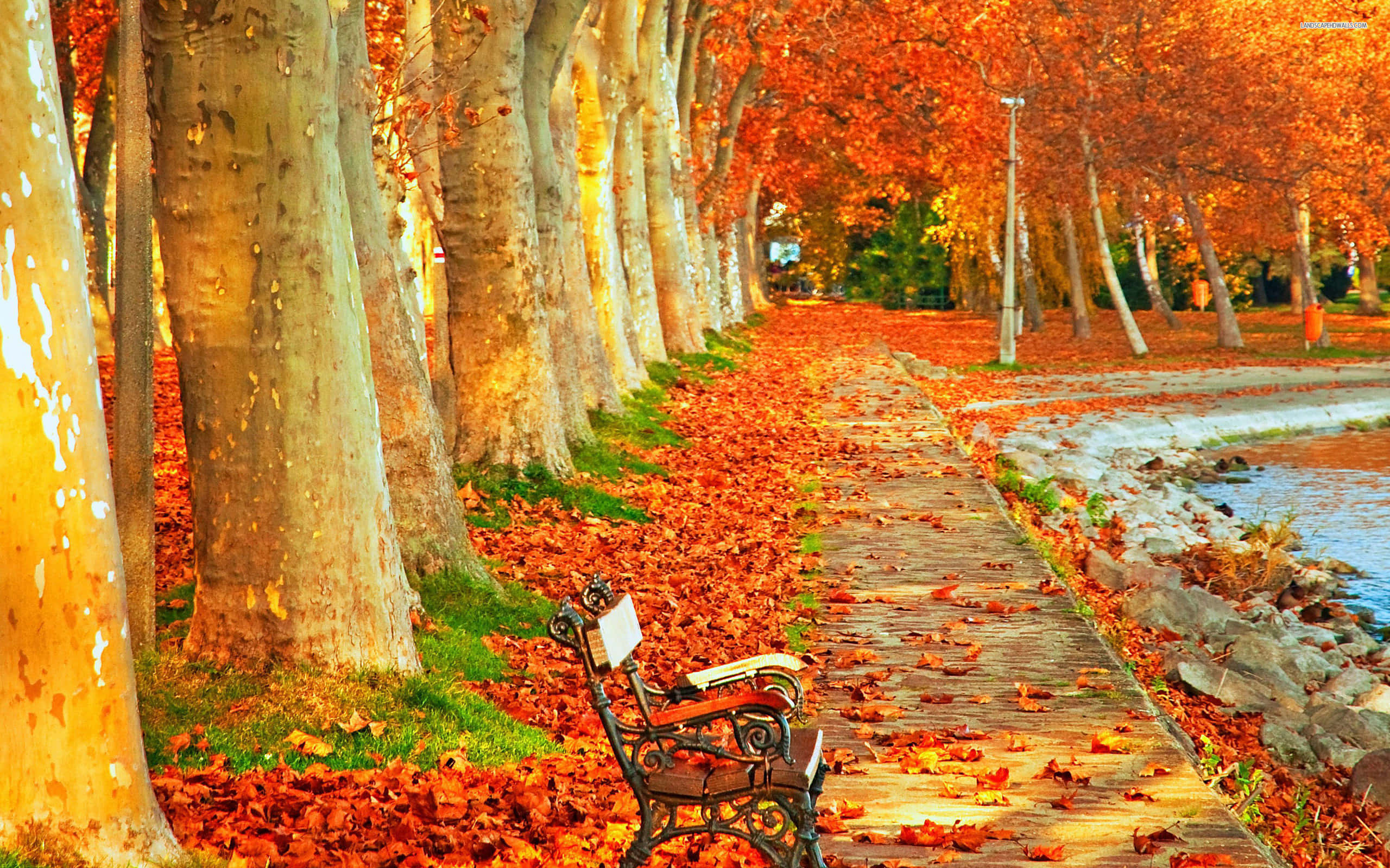 Autumn Leaves 桌布 壁紙 — 一條木製小徑，兩旁種滿了掛著火紅橙色葉子的高大樹木，在溫暖的秋日陽光下通往一條寧靜的水道。