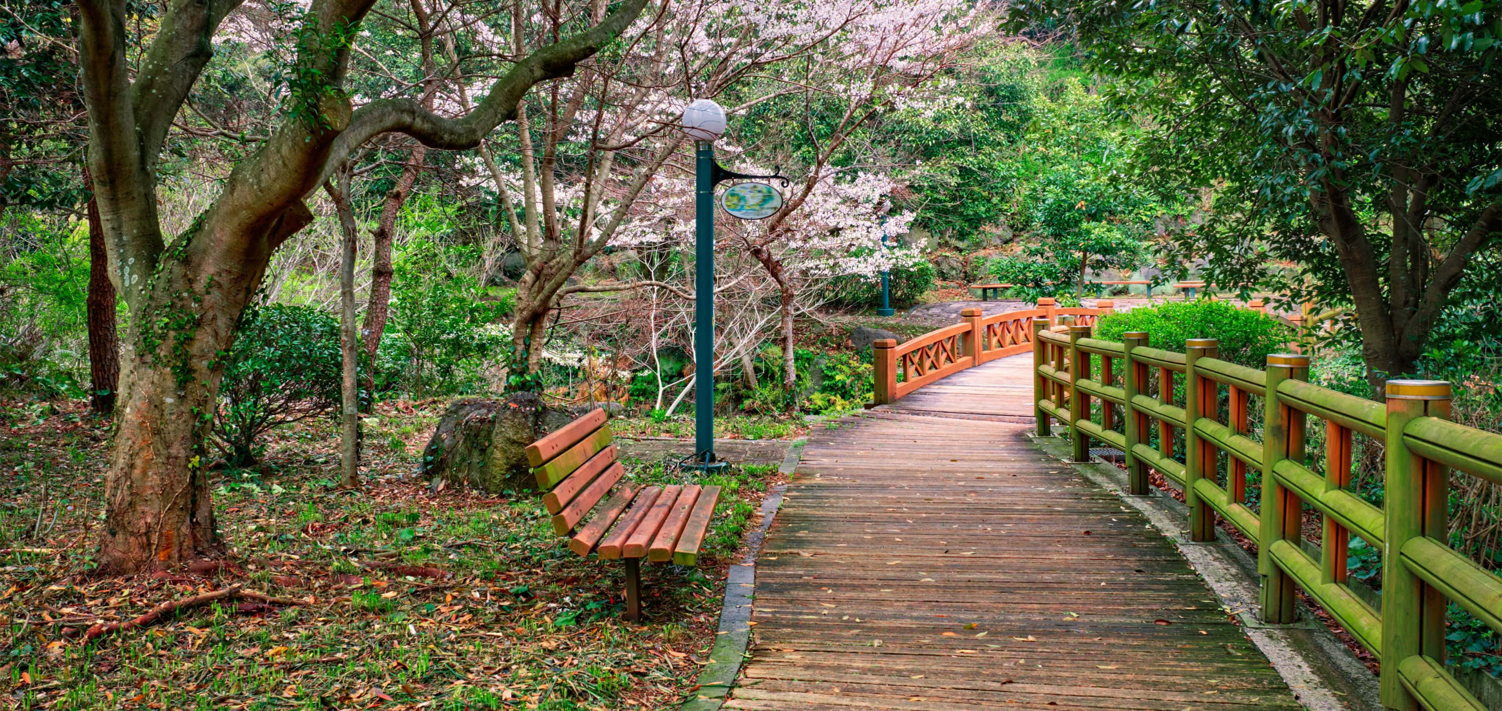3040x1440 桌布 壁紙 — 一條木製木板路蜿蜒穿過一個綠意盎然的公園，園內有盛開的櫻花樹和一條長椅，邀請您靜心沉思。