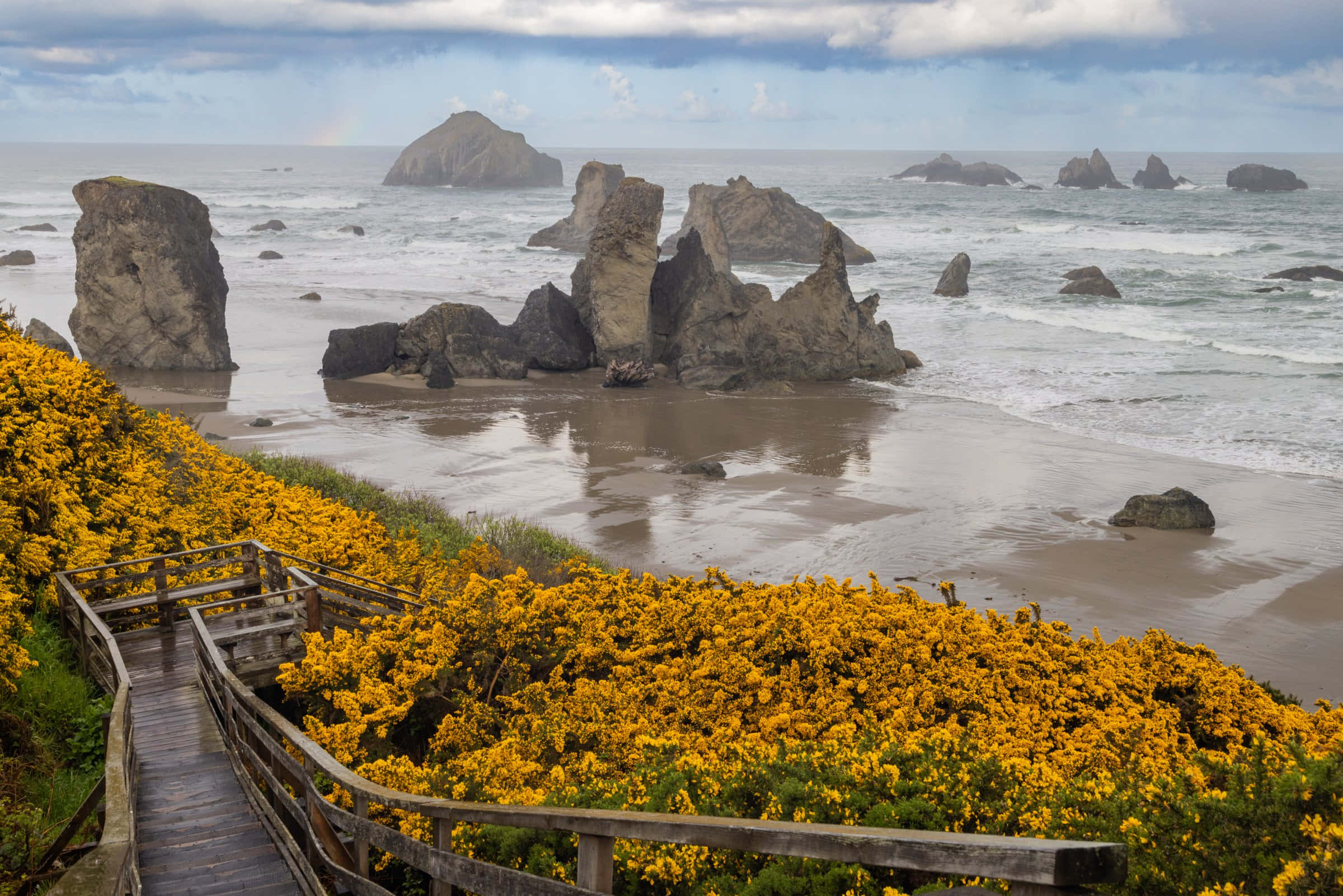 Oregon Coast 桌布 壁紙 — 一條木製木板路蜿蜒穿過充滿活力的黃色開花灌木，通往崎嶇的海岸沙灘，在陰天天空下，有戲劇性的海蝕柱和拍岸的浪花。