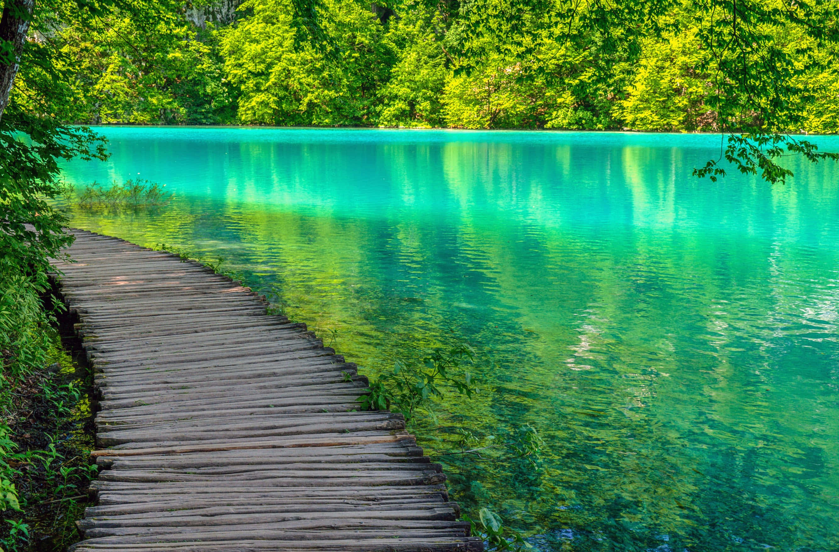 Lake 桌布 壁紙 — 一條木製棧道蜿蜒穿過清澈碧綠的海水，四周環繞著茂密的綠樹。