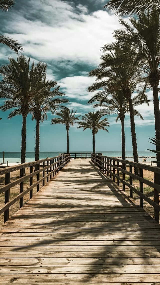 Palm Trees Beach 桌布 壁紙 — 一條木製步道兩旁種滿高大的棕櫚樹，在部分多雲的天空下通往平靜的海洋。