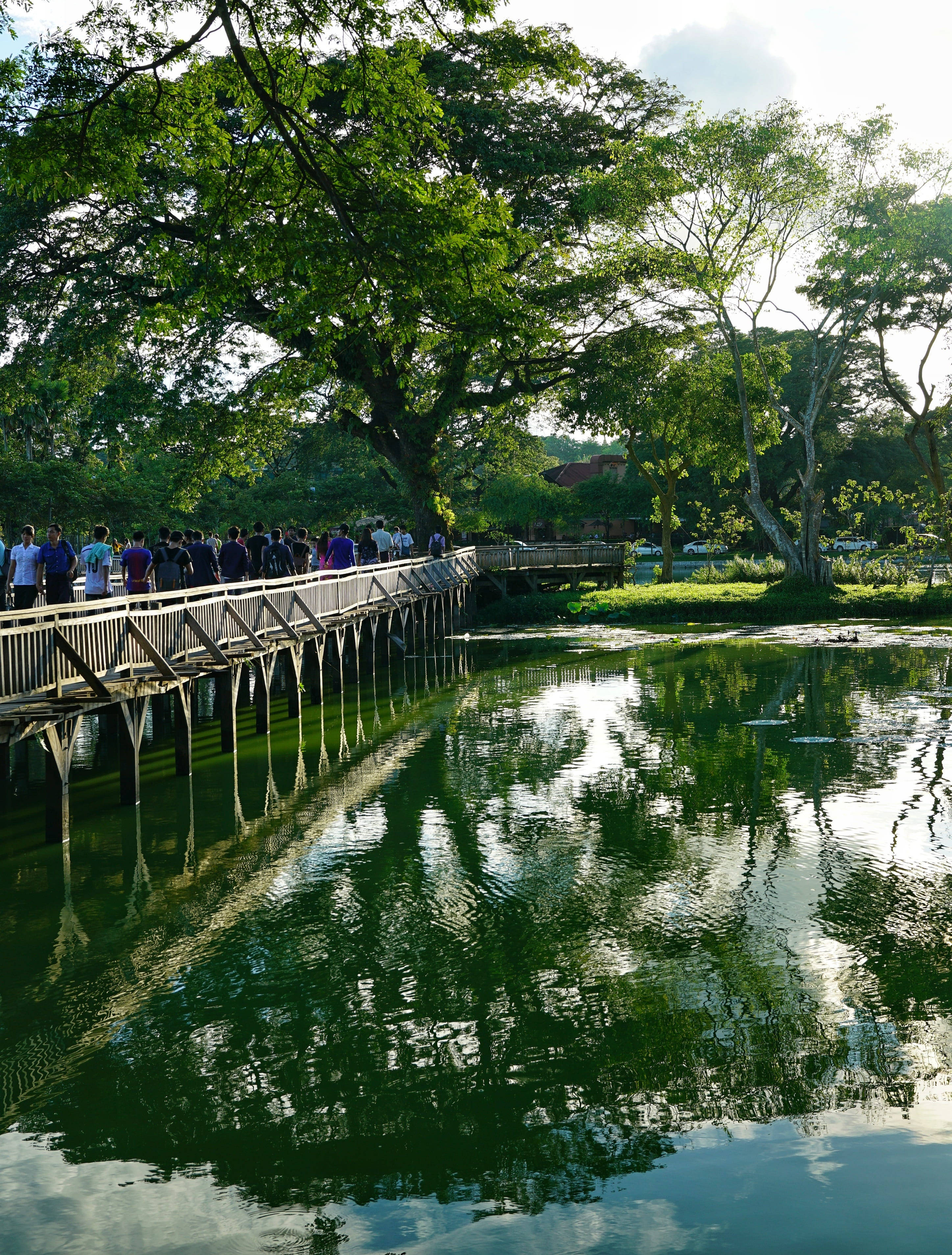 Yangon 桌布 壁紙 — 一條木製步道蜿蜒在平靜的綠色池塘上，倒映著高聳的樹木，人們在明亮的天空下漫步。