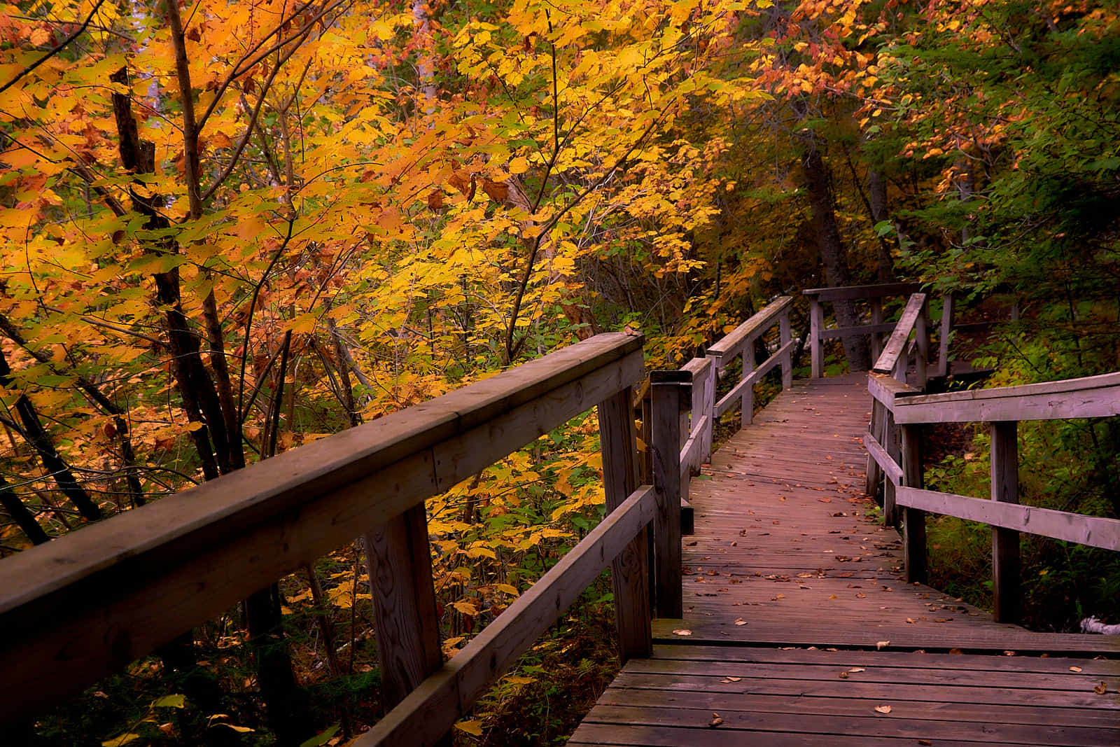 Fall Hikes 桌布 壁紙 — 一條木製步道蜿蜒穿過在柔和日光下金黃秋葉燦爛的森林。