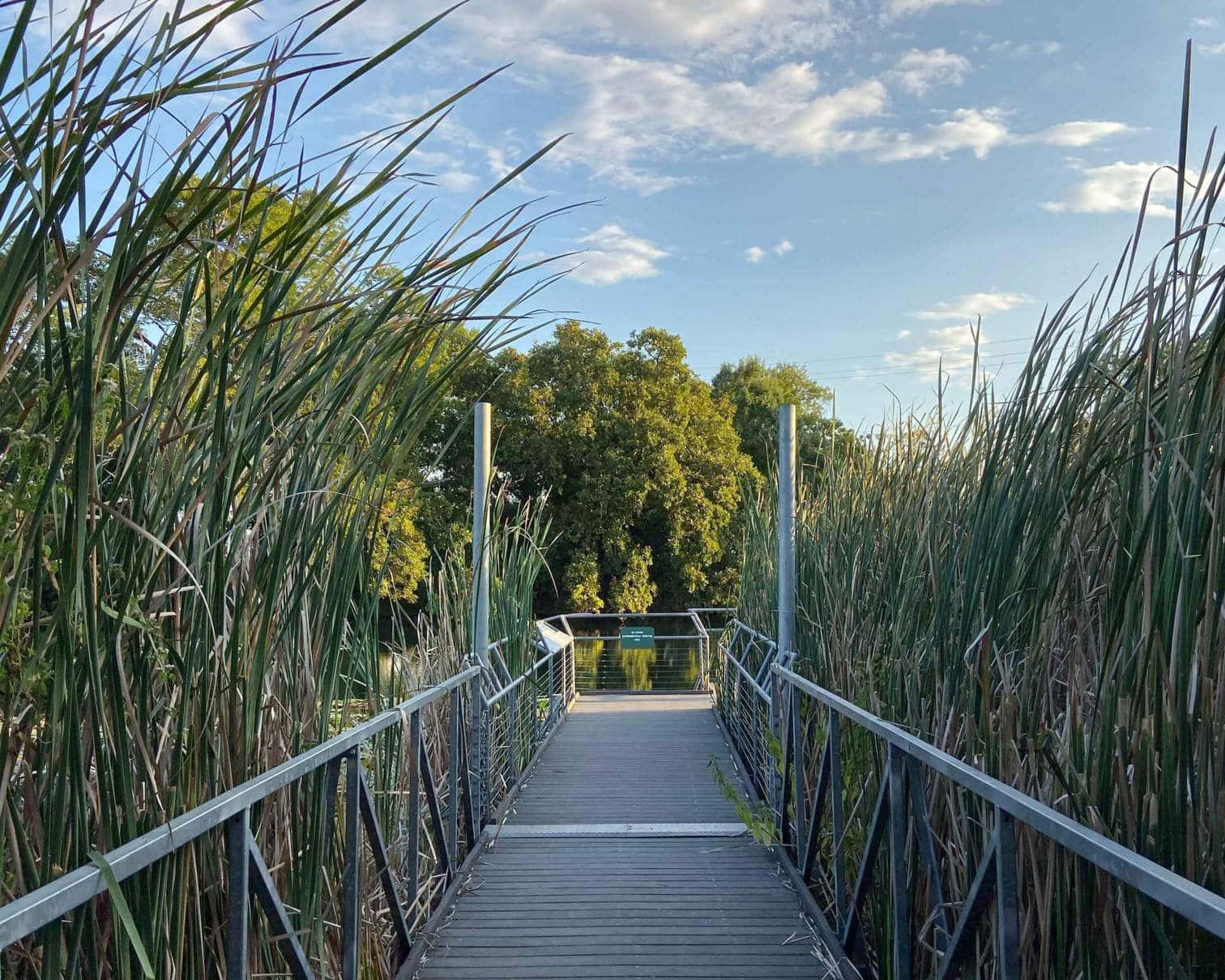 Boardwalk 桌布 壁紙 — 一條木製步道蜿蜒穿過高大的綠色蘆葦，通往一個樹木環繞的池塘，上方是湛藍的天空，點綴著幾朵白雲。