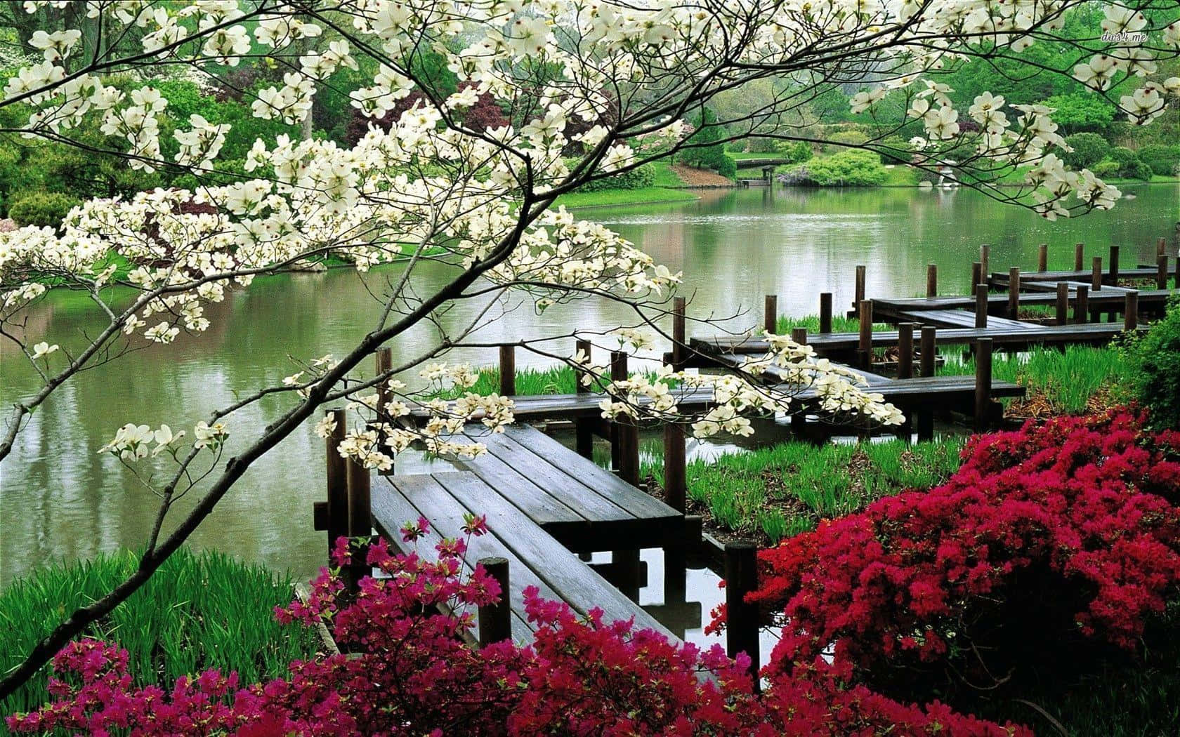 Garden Design 桌布 壁紙 — 一條木製碼頭延伸至平靜的池塘上，四周環繞著春天盛開的白色花朵枝條和鮮豔的粉紅色杜鵑花。