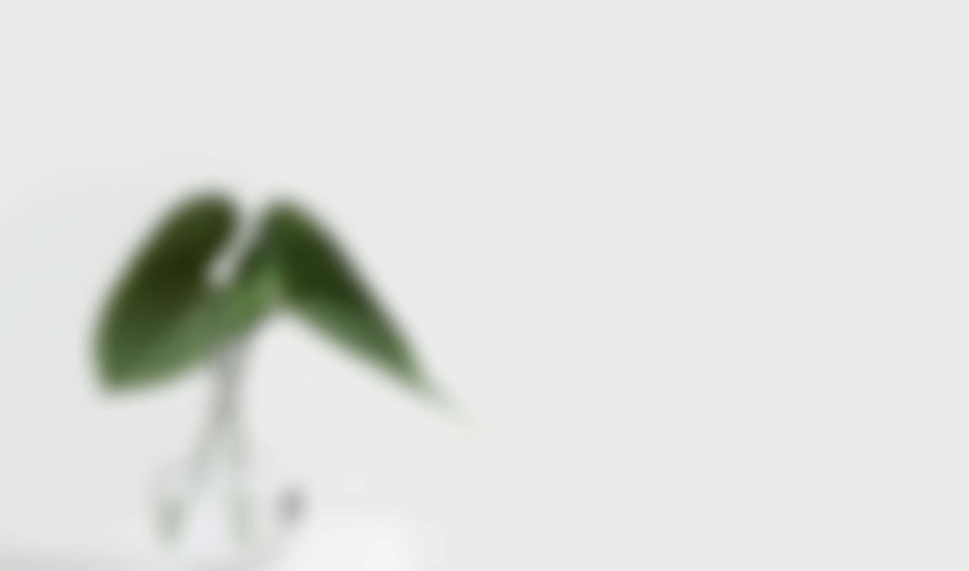 在淺灰色背景上，帶葉子的模糊綠色植物莖部。 — Google Meet 壁紙