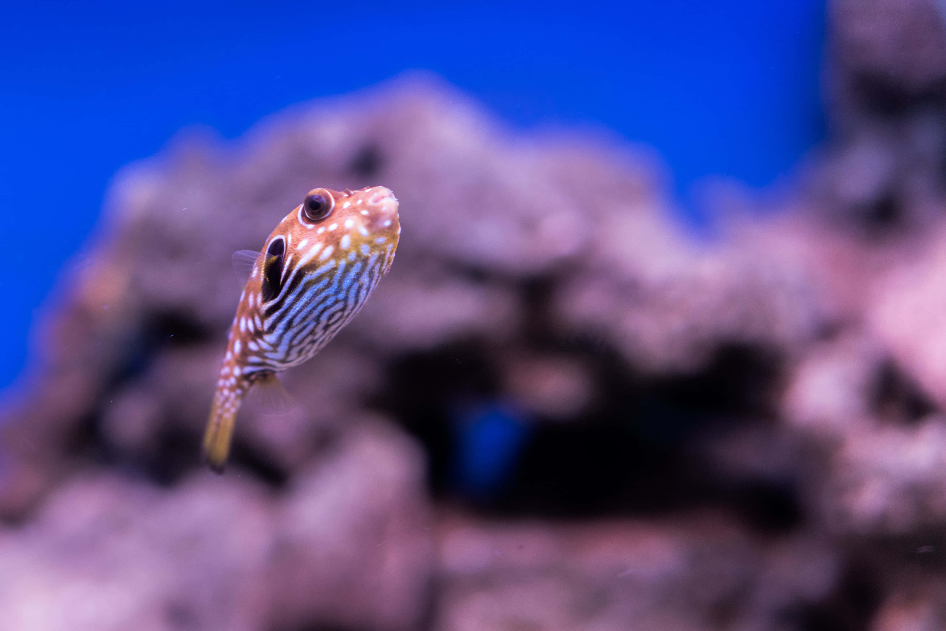 Fish Scale 桌布 壁紙 — 一條條紋河豚在珊瑚附近優雅地游泳，背景是充滿活力的藍色海水。