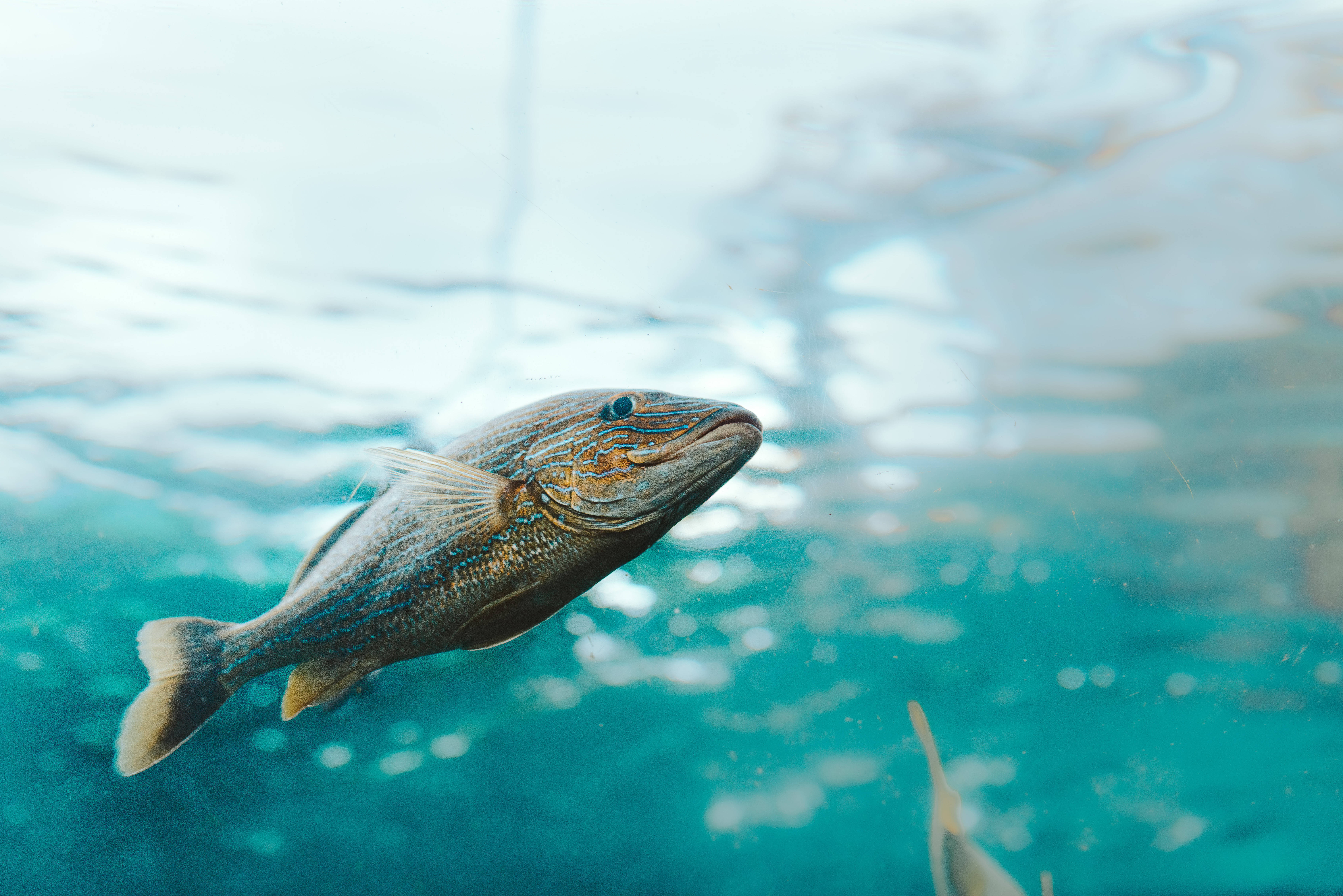 Bermuda 桌布 壁紙 — 一條條紋魚優雅地滑過清澈的碧綠海水，陽光從上方照射下來。