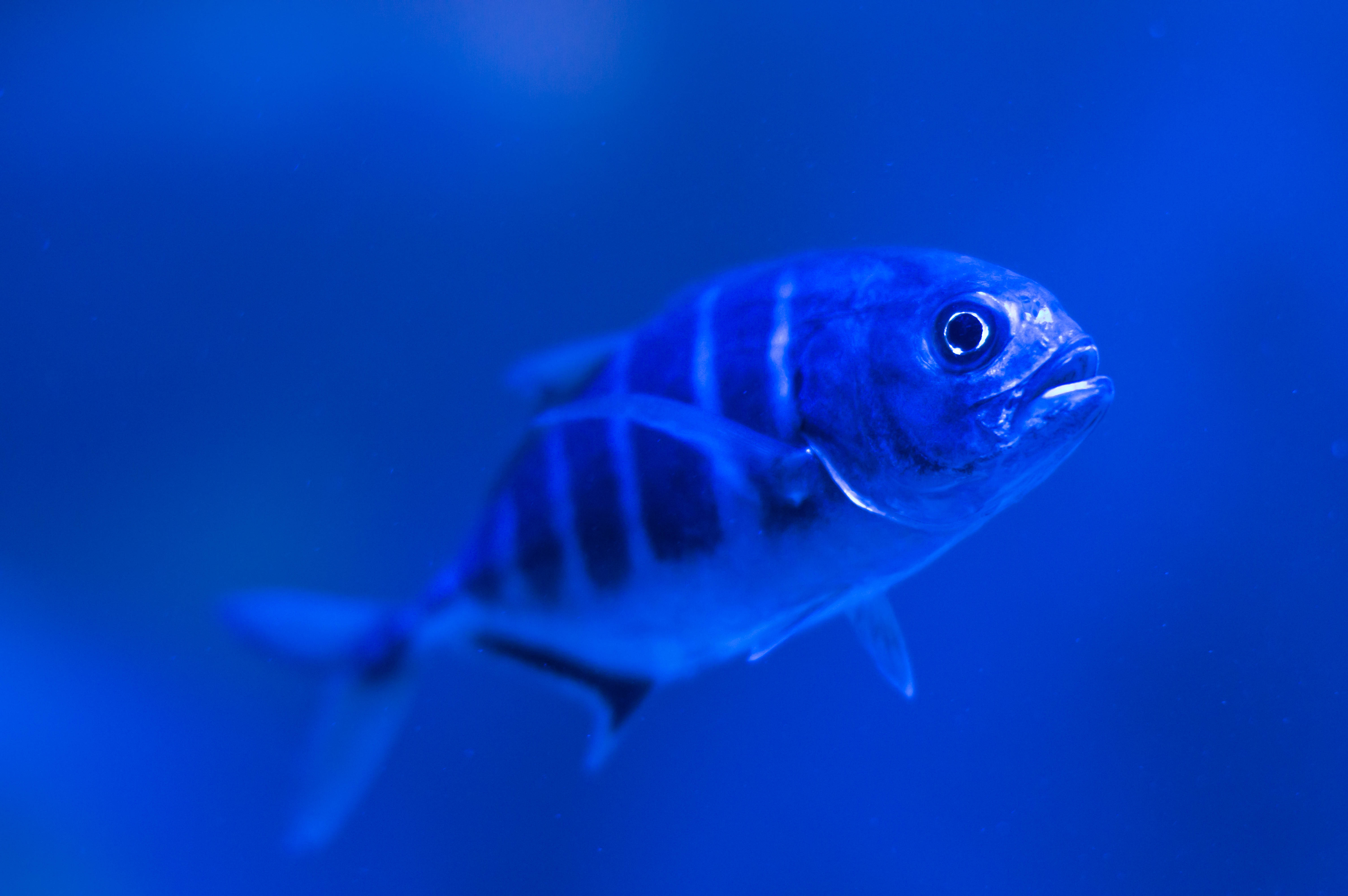 Awesome Animal 桌布 壁紙 — 一條條紋魚在深藍色水中滑行，背景柔和模糊。