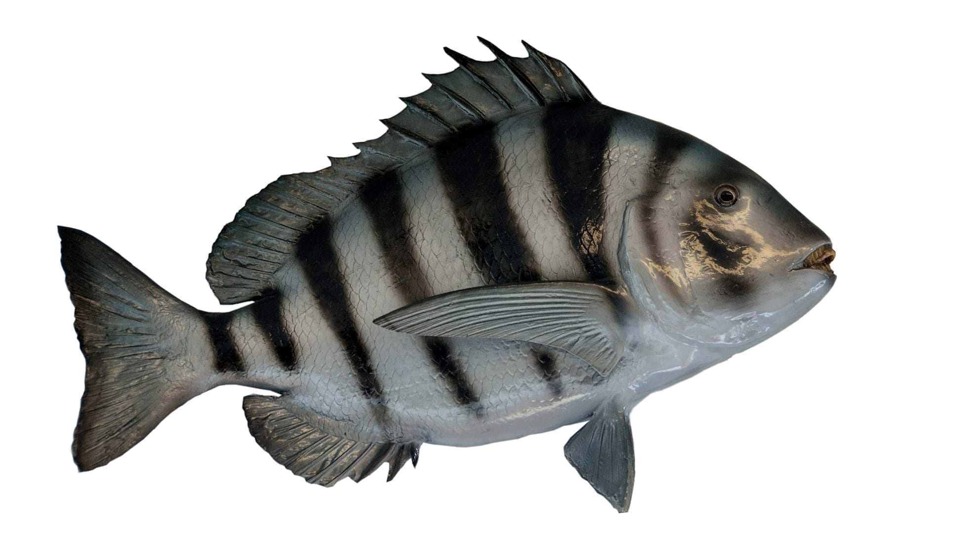 Sheepshead Fish 桌布 壁紙 — 一條條紋魚的詳細側視圖，帶有醒目的黑色和銀色條紋，背景為純白色。