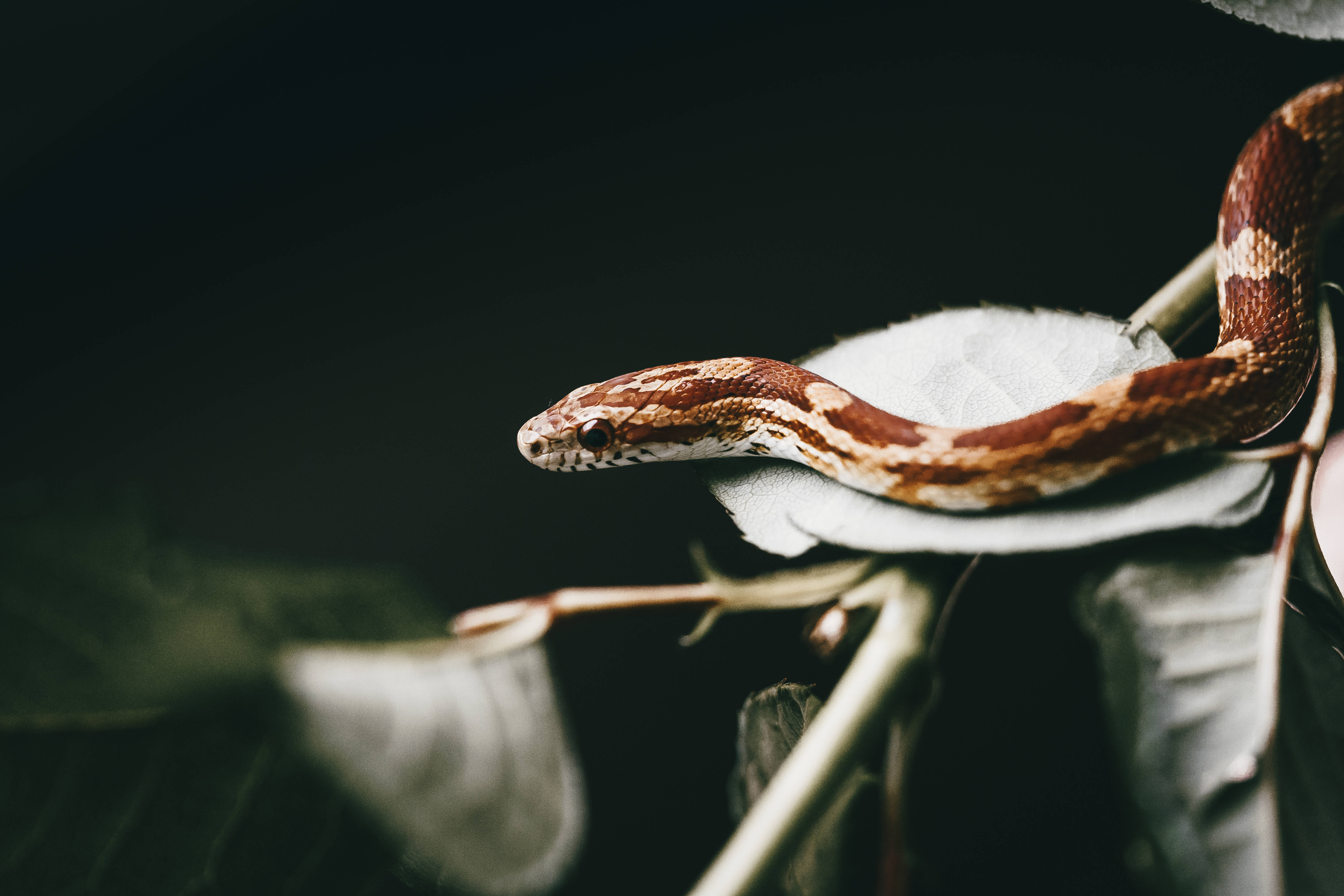 Awesome Animal 桌布 壁紙 — 一條棕白色的蛇優雅地在暗色模糊背景中的淡色葉子上休息。
