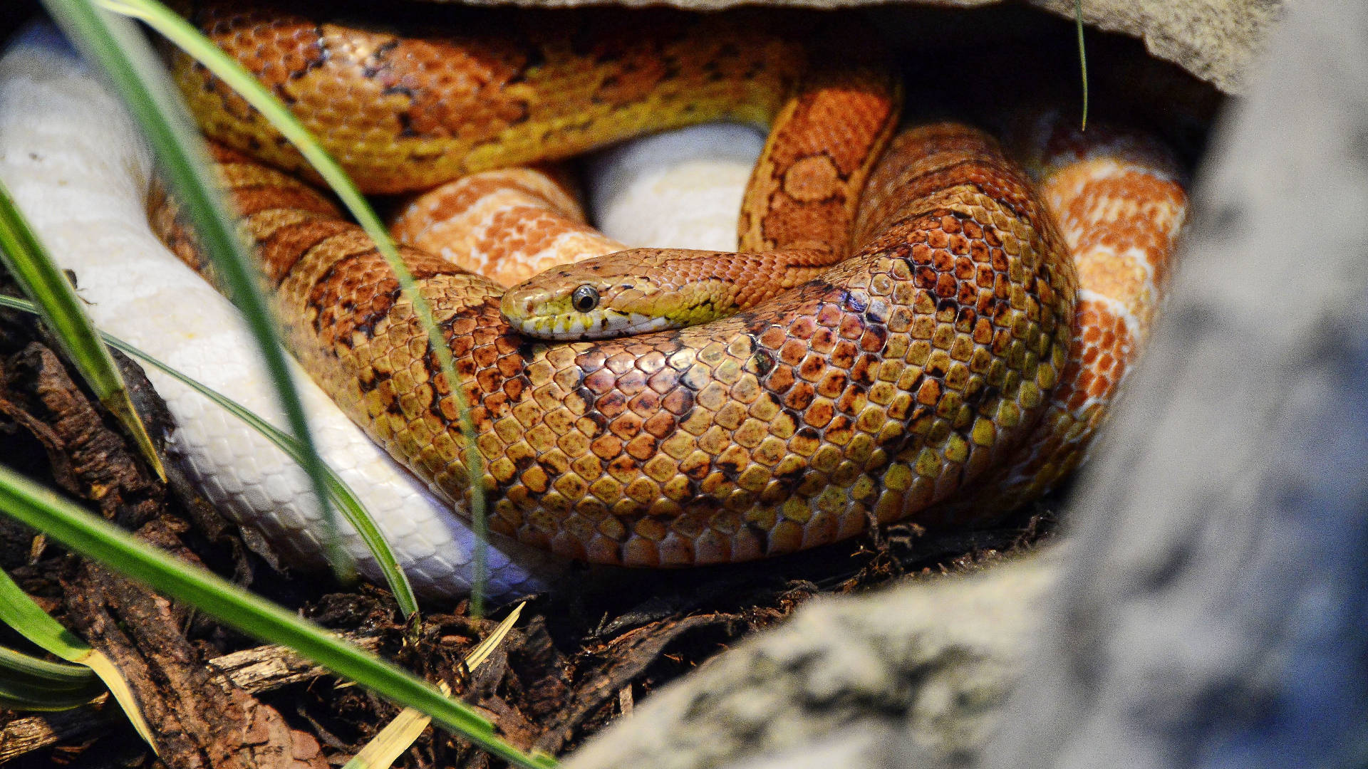 snakes 桌布 壁紙 — 一條棕色和橙色圖案的蛇盤繞在岩石下，周圍是綠草和泥土的特寫。