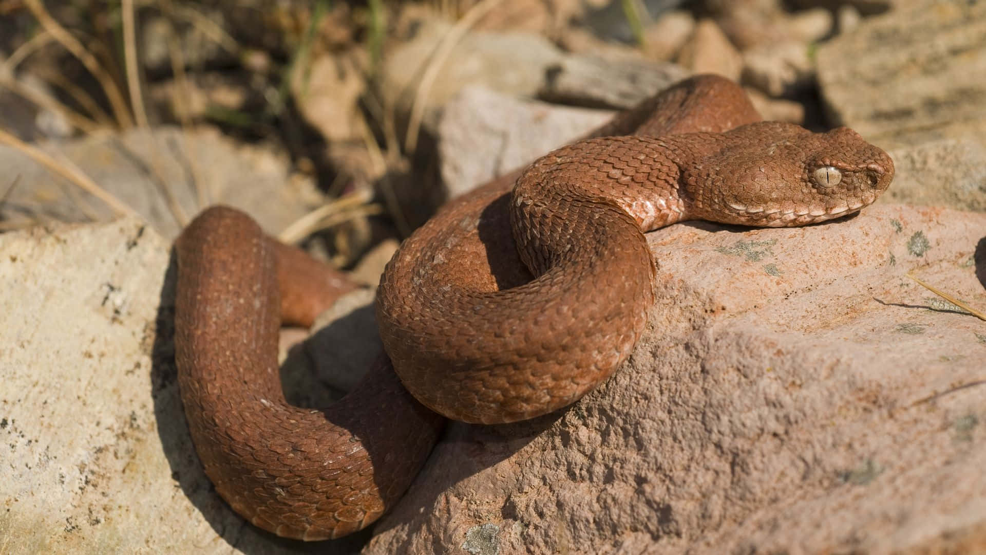 Brown Snake 桌布 壁紙 — 一條棕色毒蛇蜷縮在陽光照耀的岩石上，背景有乾草。