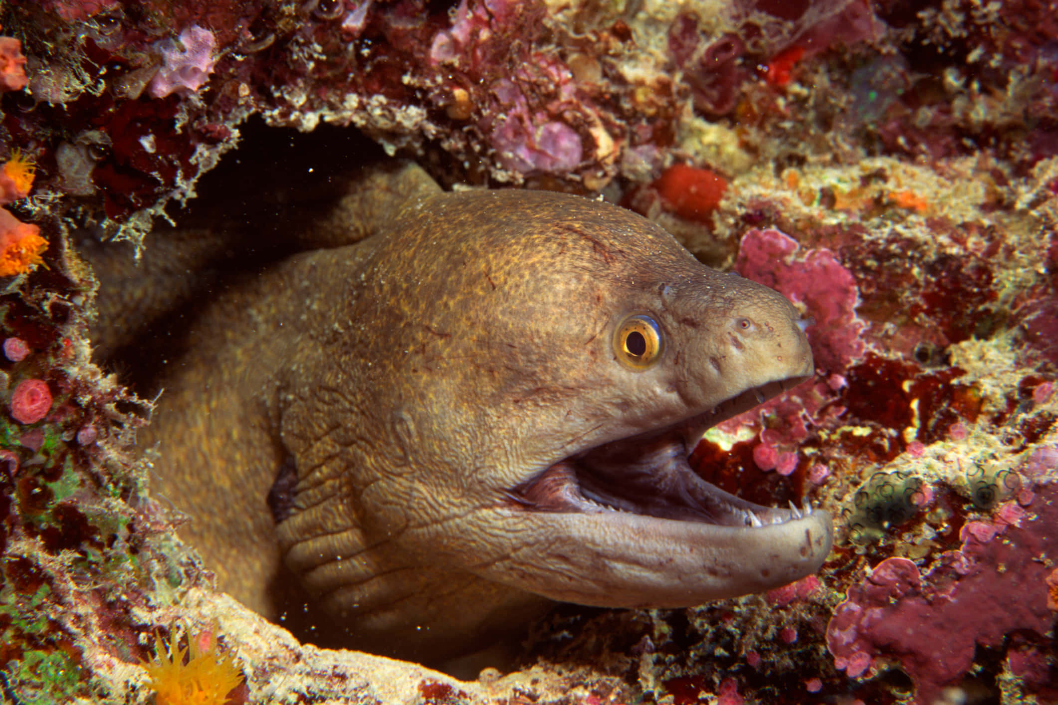 Eel 桌布 壁紙 — 一條棕色海鰻張開嘴巴，從珊瑚裂縫中探出頭來，周圍環繞著鮮豔的粉紅色和橙色珊瑚的特寫。