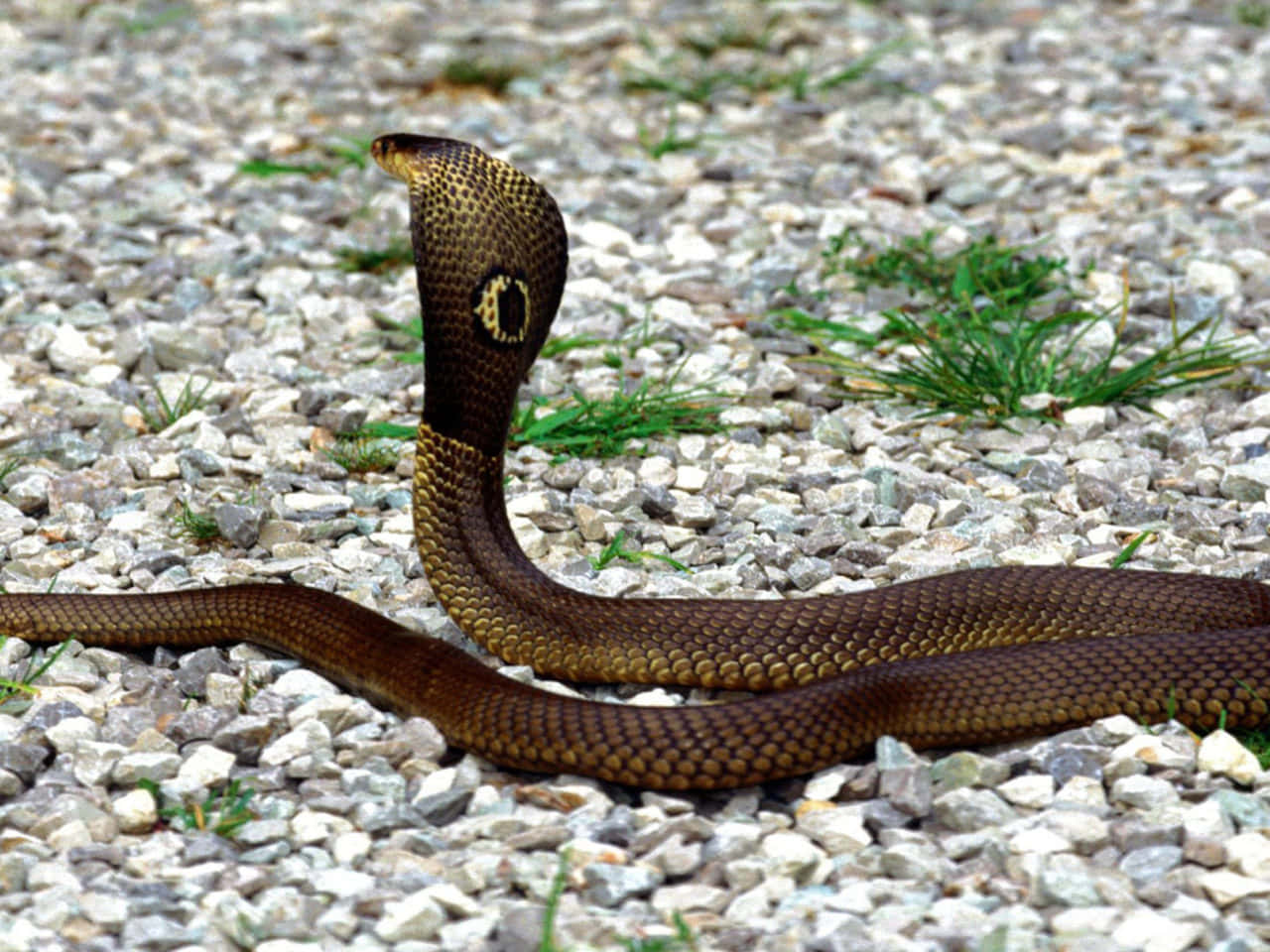 Brown Snake 桌布 壁紙 — 一條棕色眼鏡蛇，帶有獨特的頭罩和圖案鱗片，警覺地站在一條稀疏綠草的碎石路上。