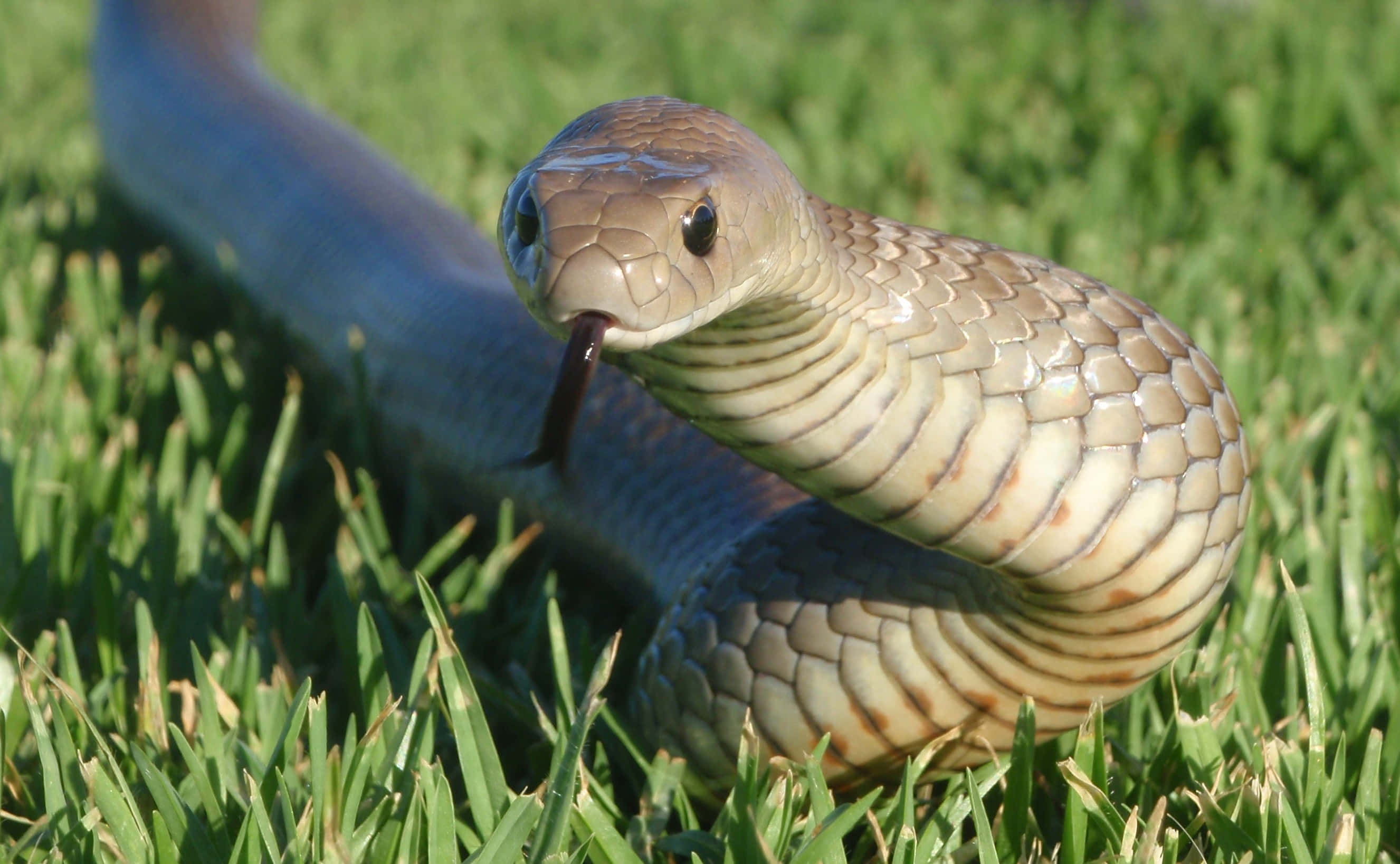 Brown Snake 桌布 壁紙 — 一條棕色蛇，身上有圖案，吐著舌頭，在鮮綠色草地上盤繞，特寫鏡頭，陽光普照。