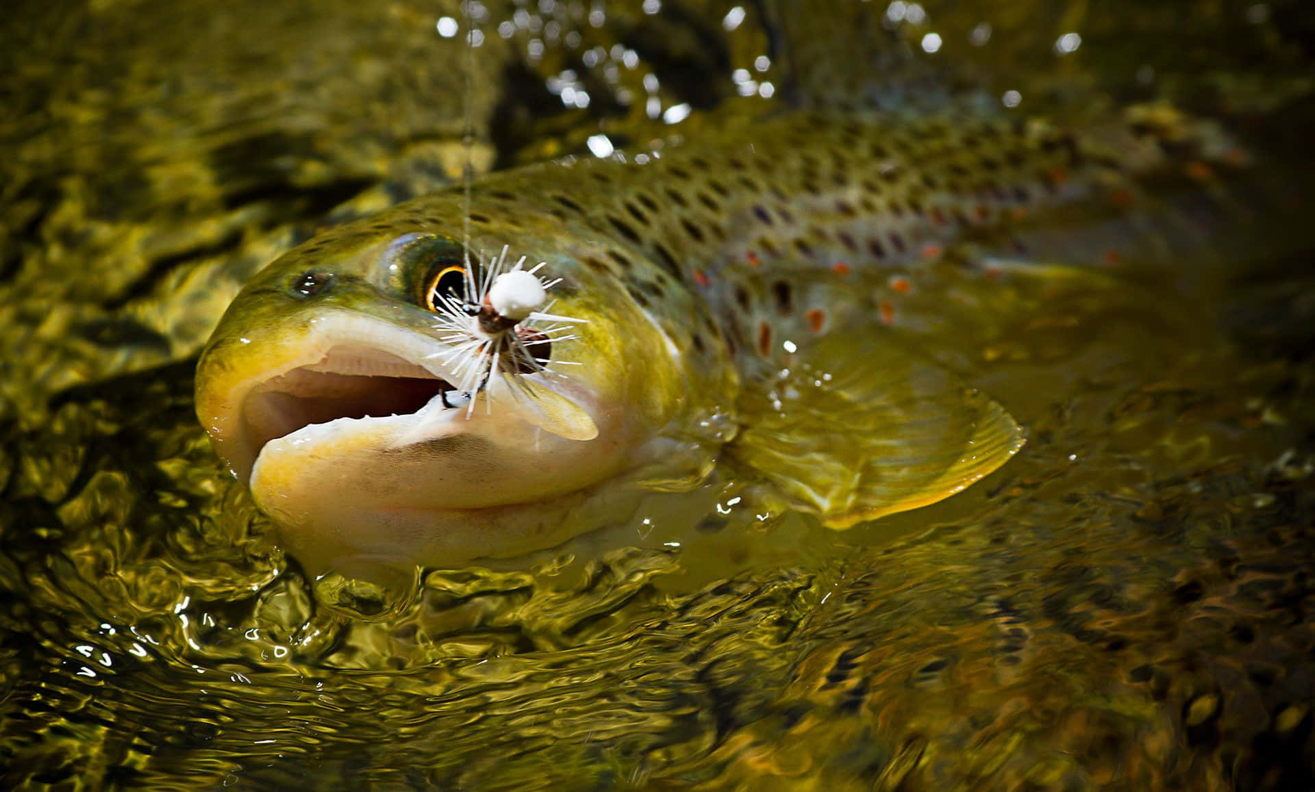 Fly Fishing 桌布 壁紙 — 一條棕色鱒魚從金綠色水中躍起，張開嘴巴咬住一個白色飛釣假餌。