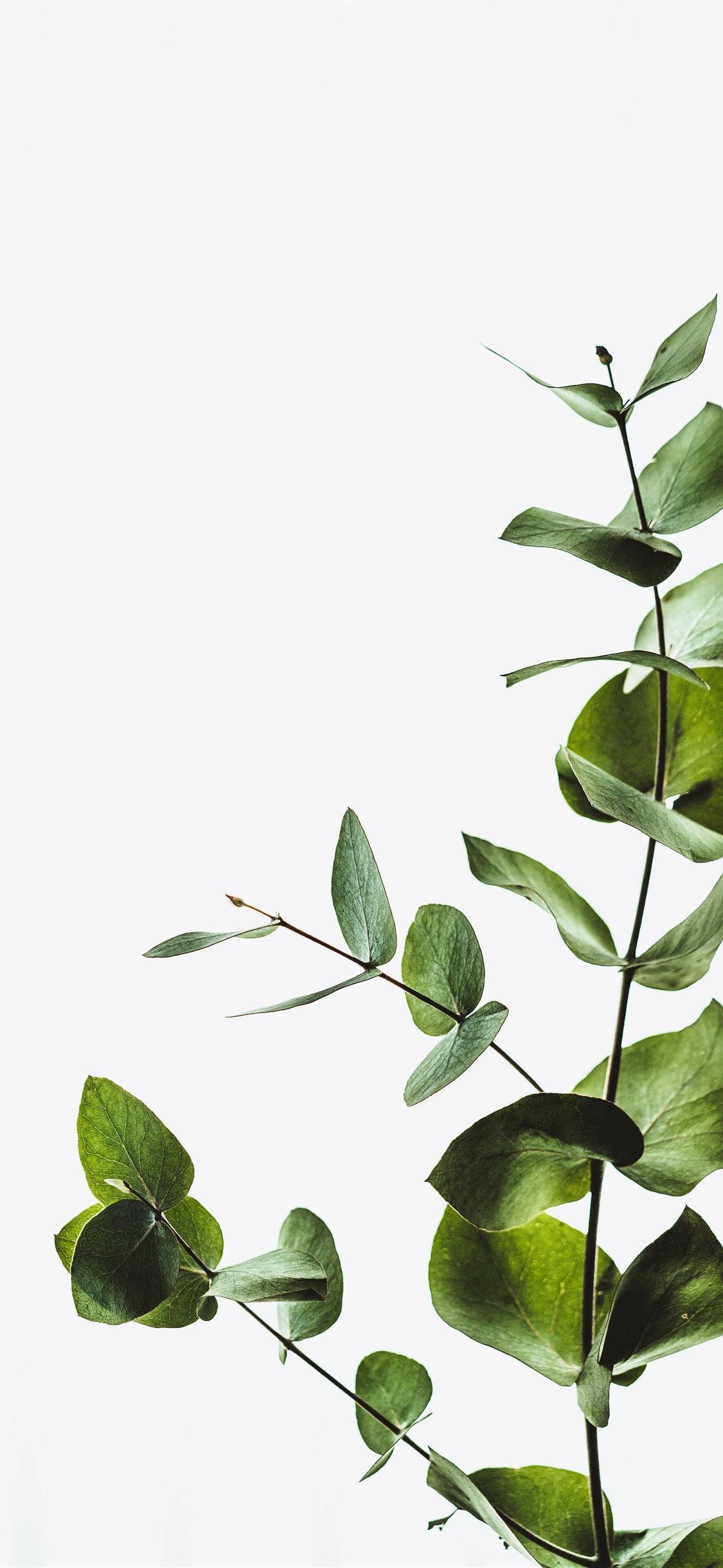Eucalyptus 桌布 壁紙 — 一條極簡的尤加利樹枝，帶有光澤的綠色葉子，在純白背景上對角伸展。