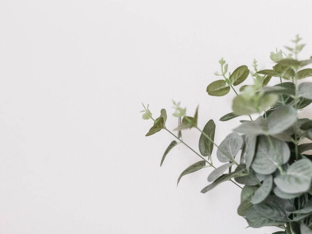Eucalyptus 桌布 壁紙 — 一條極簡的尤加利樹枝，帶有柔軟的綠色葉子，靠在乾淨的白色背景上。