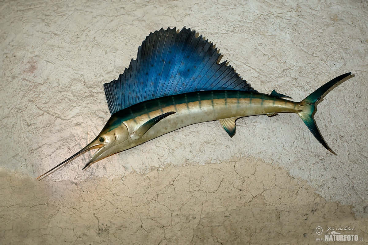 Sailfish 桌布 壁紙 — 一條標本旗魚，帶有鮮豔的藍色帆狀背鰭和金屬質感的身體，安裝在龜裂的米色牆上。