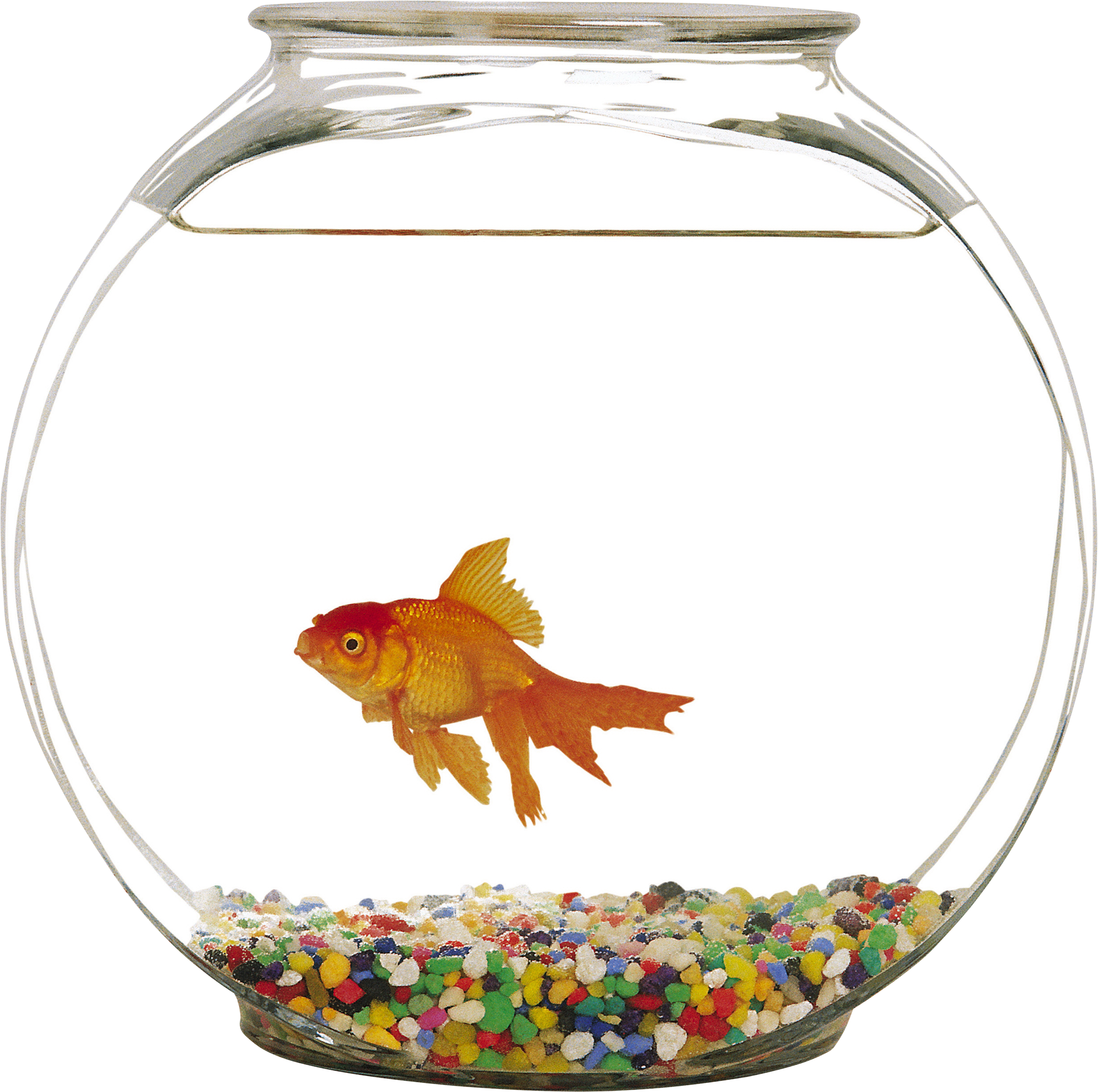 水族箱 桌布 壁紙 — 一條橙色金魚在一個裝滿彩色卵石和清水的圓形玻璃碗中優雅地游動。