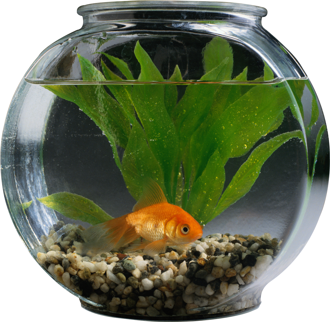 Aquarium 桌布 壁紙 — 一條橙色金魚在一個裝滿水、綠色植物和彩色鵝卵石的圓形玻璃碗中優雅地游動。