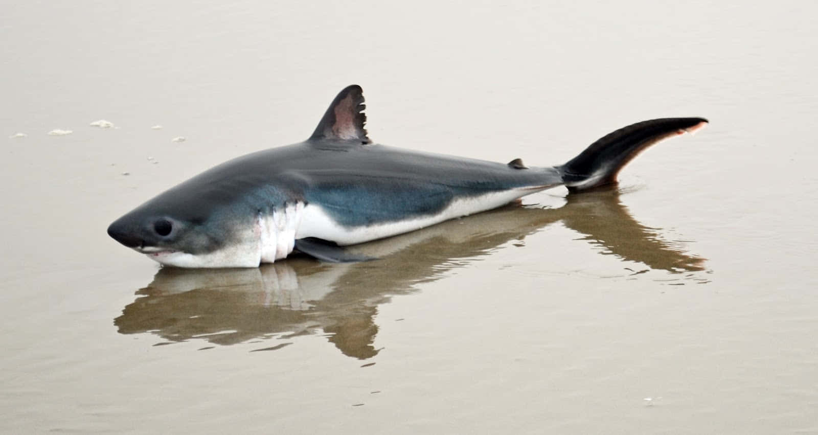 baby shark 桌布 壁紙 — 一條死去的大白鯊部分浸沒在沙灘淺濁的水中。
