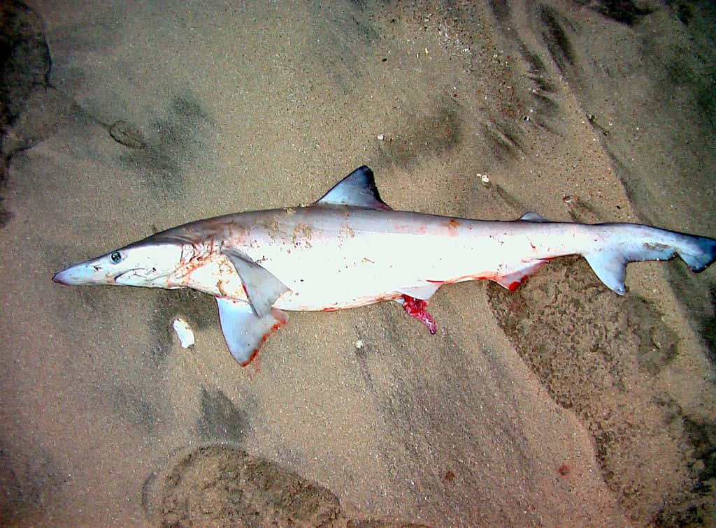 baby shark 桌布 壁紙 — 一條死去的鯊魚帶有可見的血液，躺在昏暗燈光下的沙質海底。