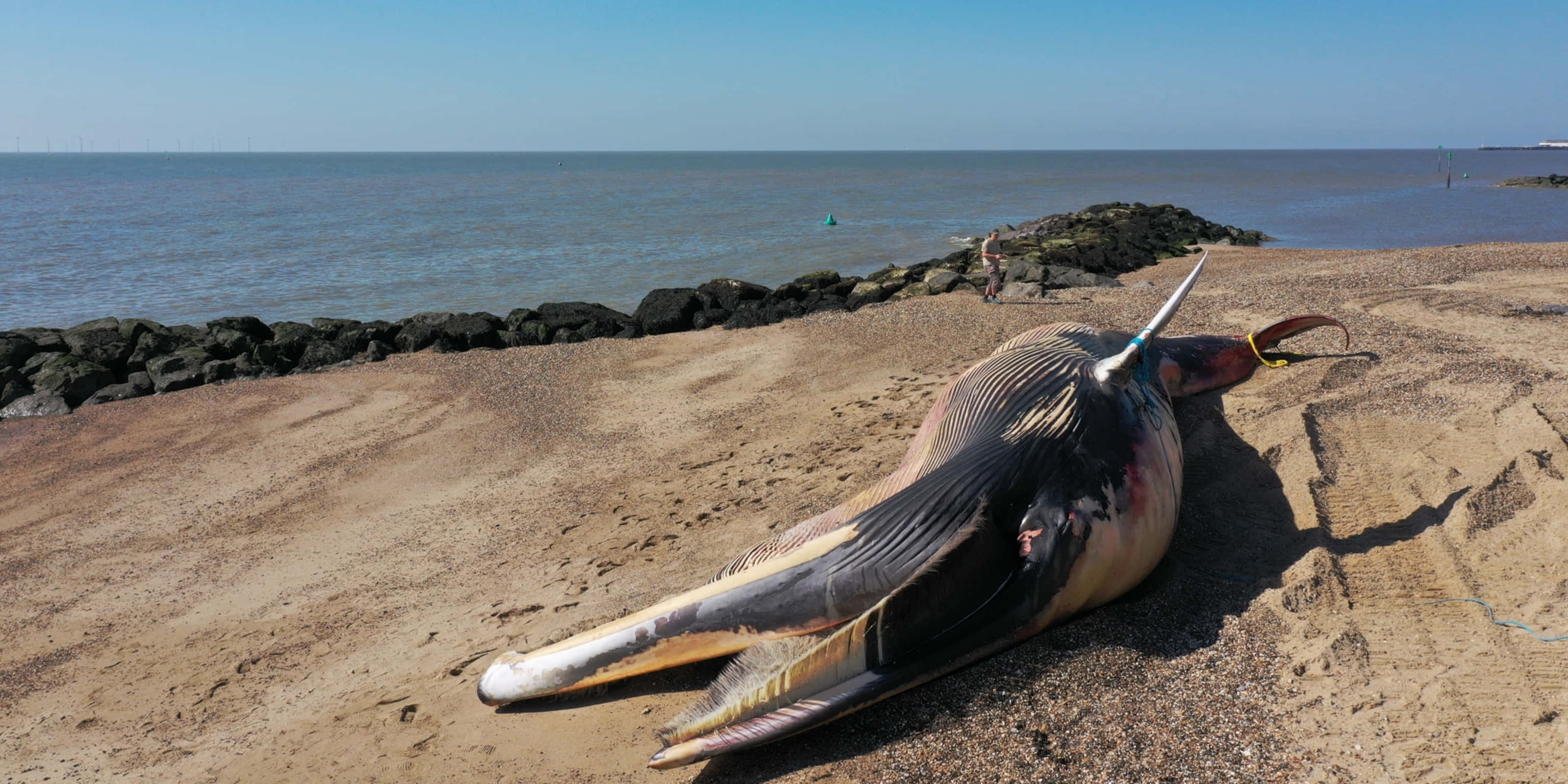 Sea Beach 桌布 壁紙 — 一條死鯨躺在陽光普照的沙灘上，旁邊是平靜的海水和岩石防波堤，天空清澈湛藍。