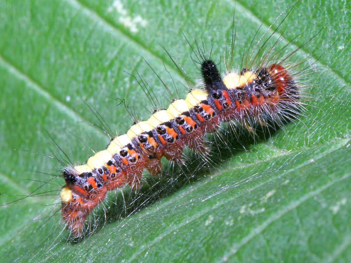 Caterpillar Transformation 桌布 壁紙 — 一條毛茸茸的橙色、黑色和黃色毛毛蟲，長有長毛，在鮮綠色的葉子上爬行。