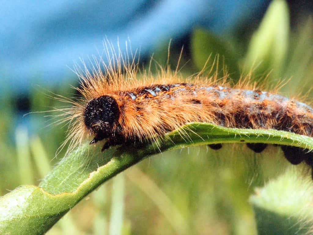 Caterpillar Transformation 桌布 壁紙 — 一條毛茸茸的橙色和黑色毛毛蟲，帶有細毛，沿著一片鮮綠色的葉子爬行，背景是模糊的自然景色。