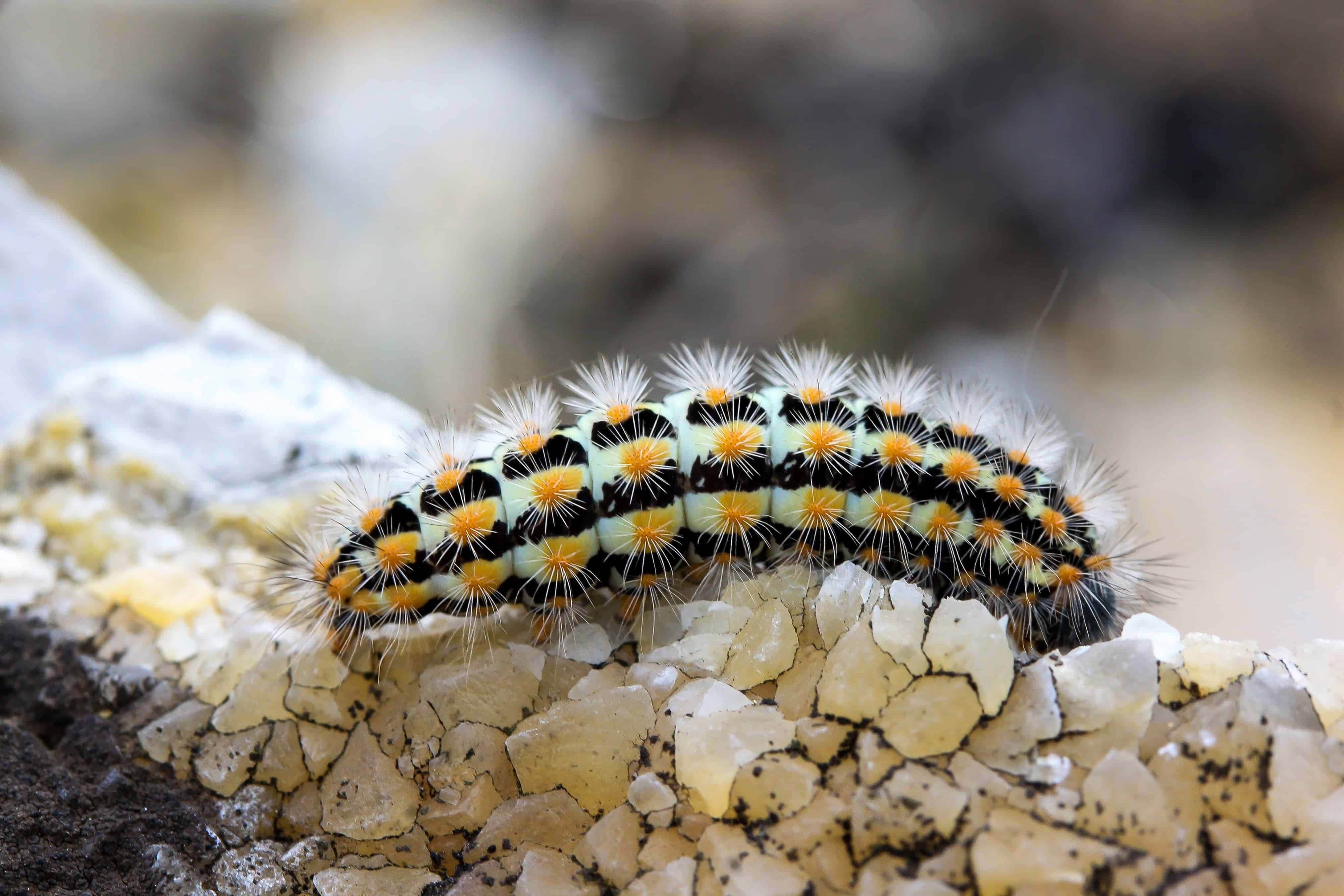 Caterpillar Insect 桌布 壁紙 — 一條毛茸茸的毛毛蟲，長有黑色、黃色和白色的剛毛，在紋理淺色的岩石上爬行。