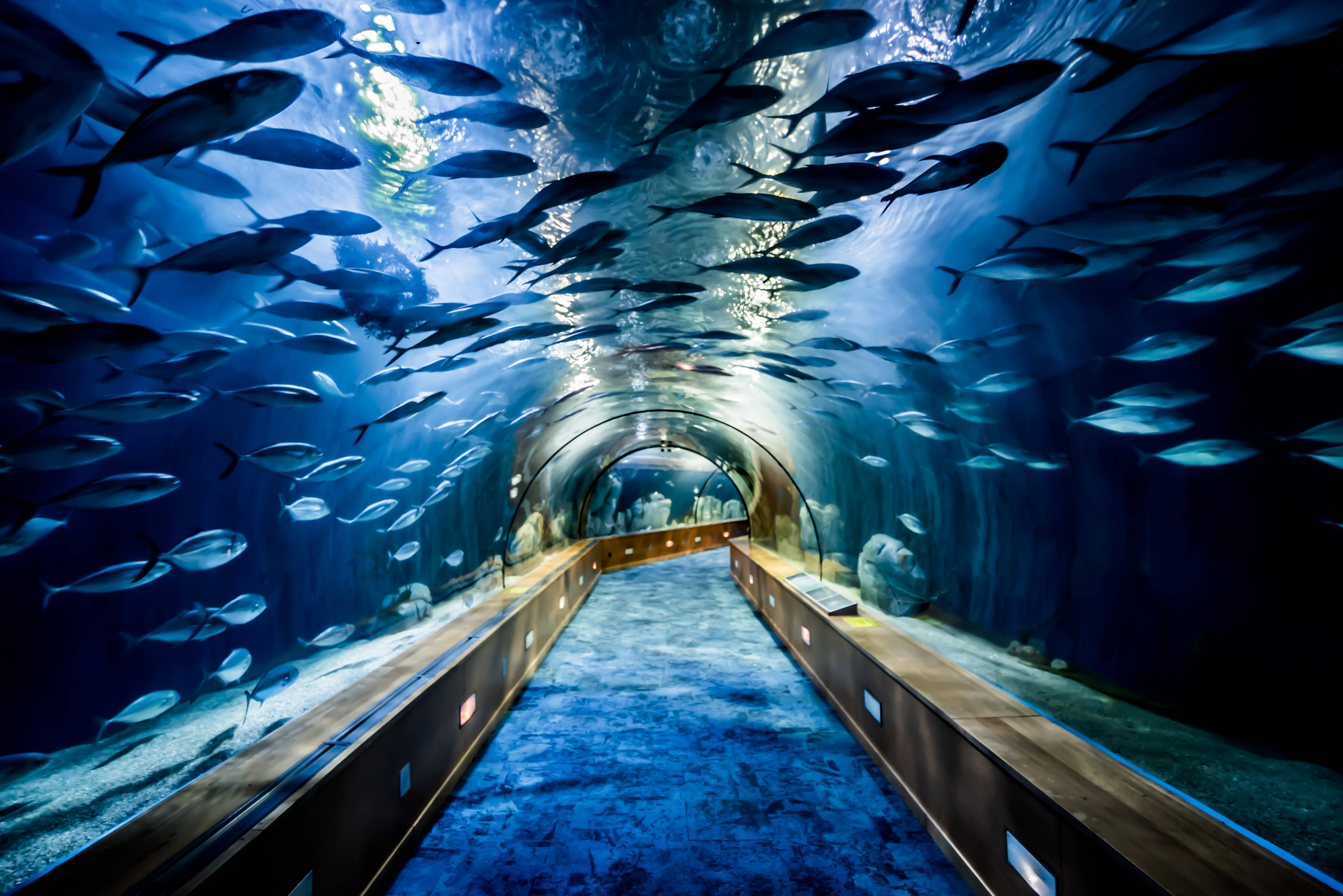 Aquarium 桌布 壁紙 — 一條沉沒的隧道發出藍光，魚群在其彎曲的玻璃牆上方和周圍游動。