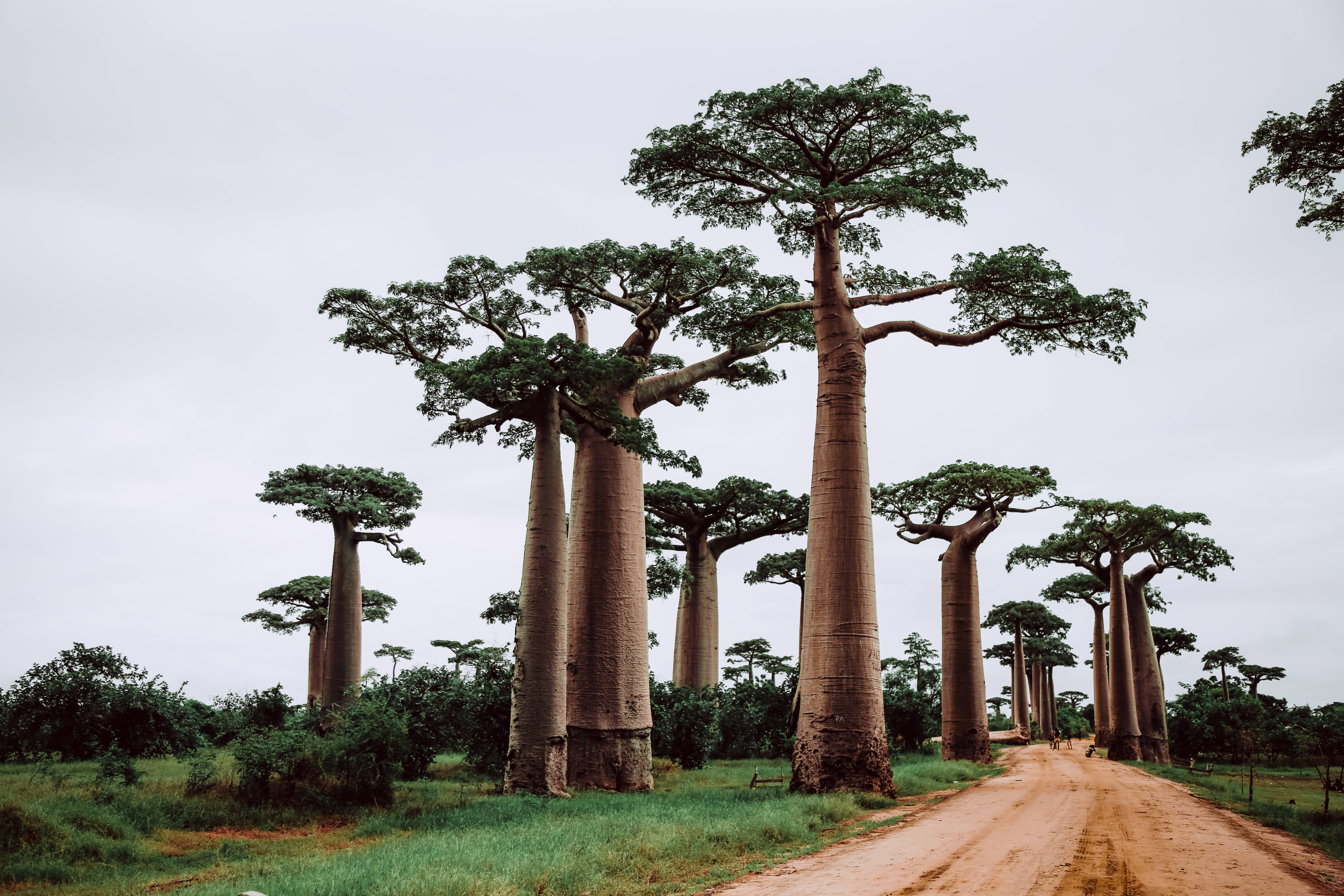 Madagascar 桌布 壁紙 — 一條泥土路蜿蜒穿過一片高聳的猴麵包樹林，樹幹粗壯，樹冠翠綠茂密，天空多雲。