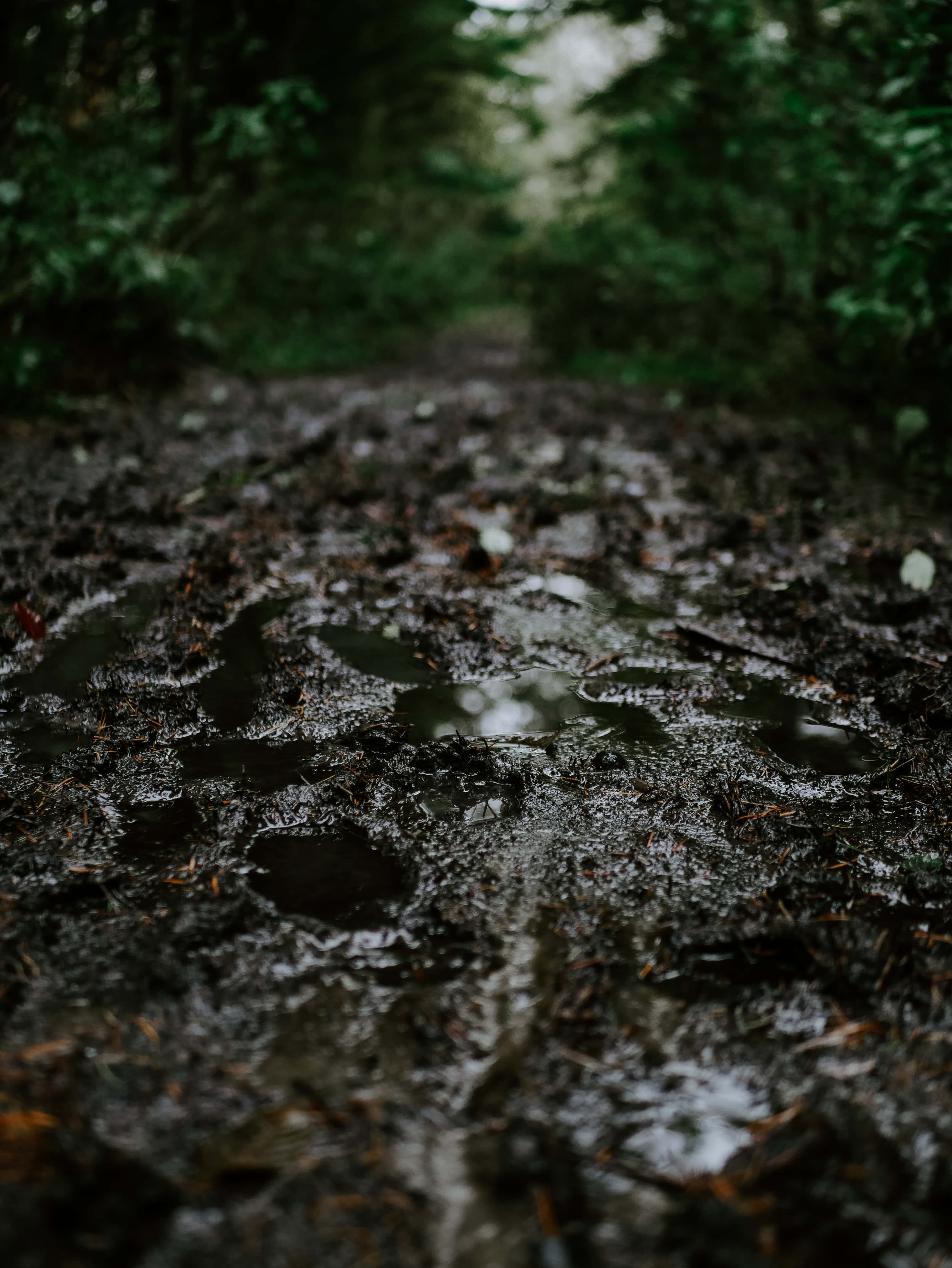 Dirty 桌布 壁紙 — 一條泥濘的森林小徑在柔和的多雲天空下閃爍著雨水坑。