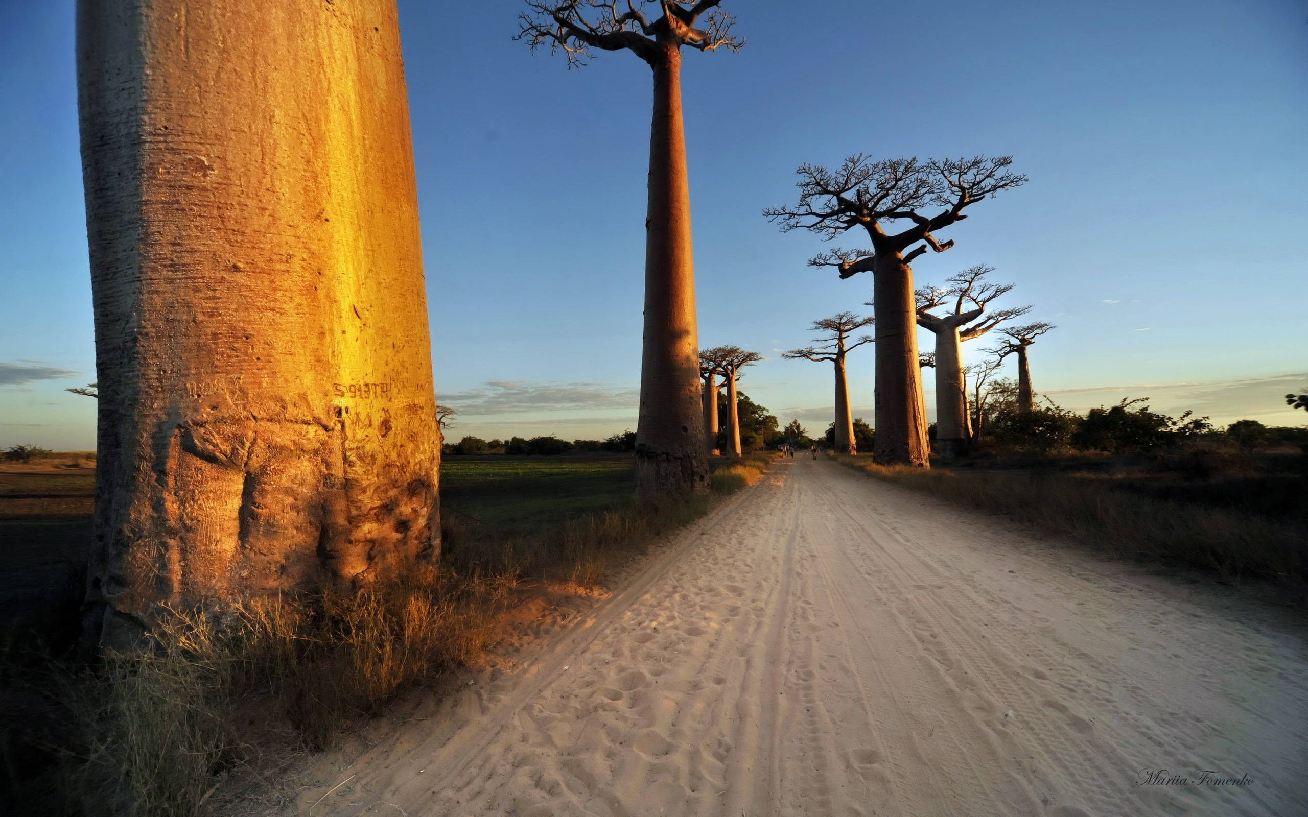 Madagascar 桌布 壁紙 — 一條泥路蜿蜒穿過高聳的猴麵包樹，沐浴在金色夕陽下，天空清澈湛藍。