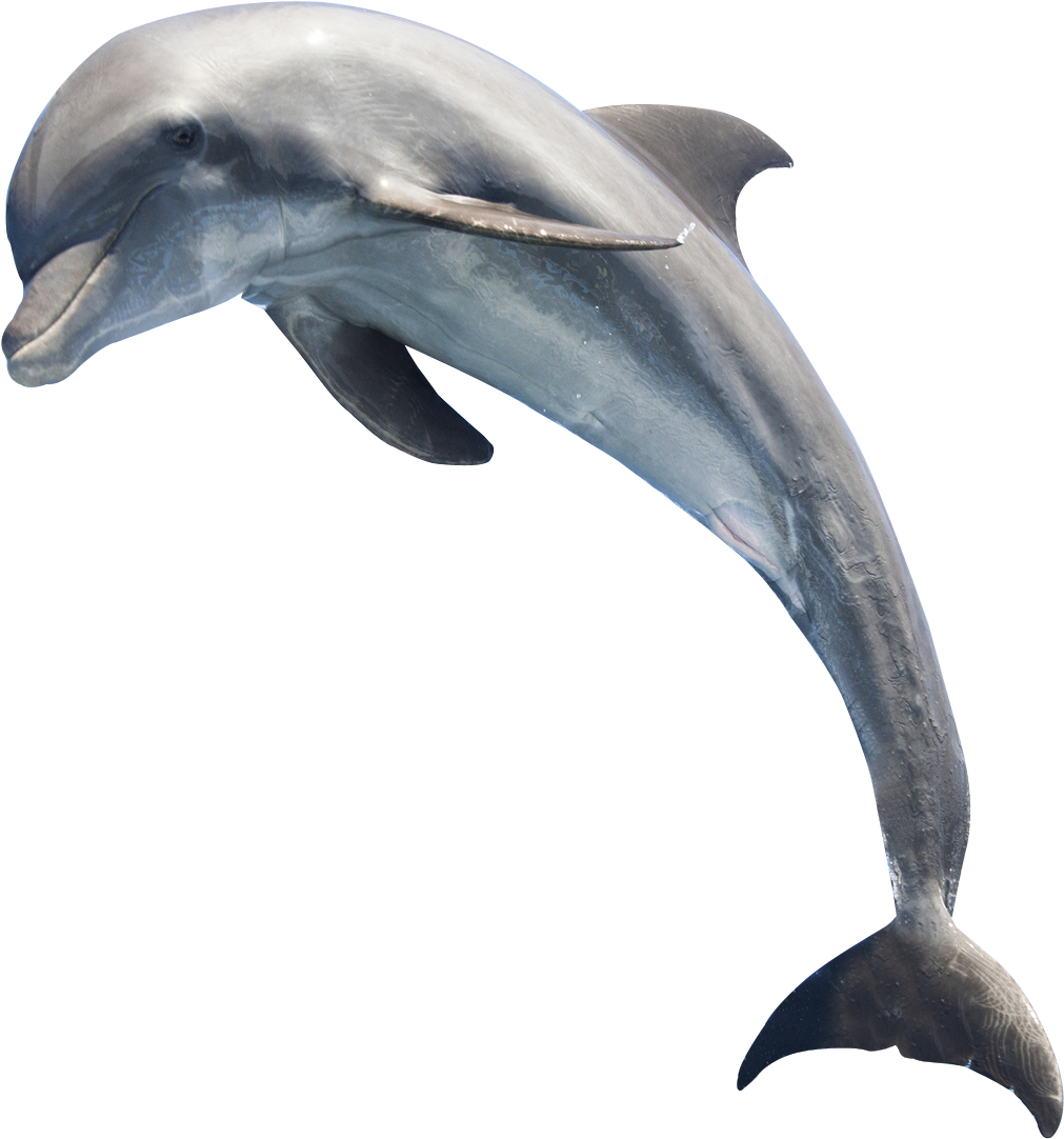 dolphins 桌布 壁紙 — 一條流線型海豚在純黑背景下優雅地拱起身體，展示其光滑的灰色皮膚和彎曲的背鰭。
