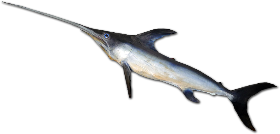 Swordfish 桌布 壁紙 — 一條流線型的劍魚，拖著長長的劍狀喙和發光的藍色眼睛，在黑暗中滑行。